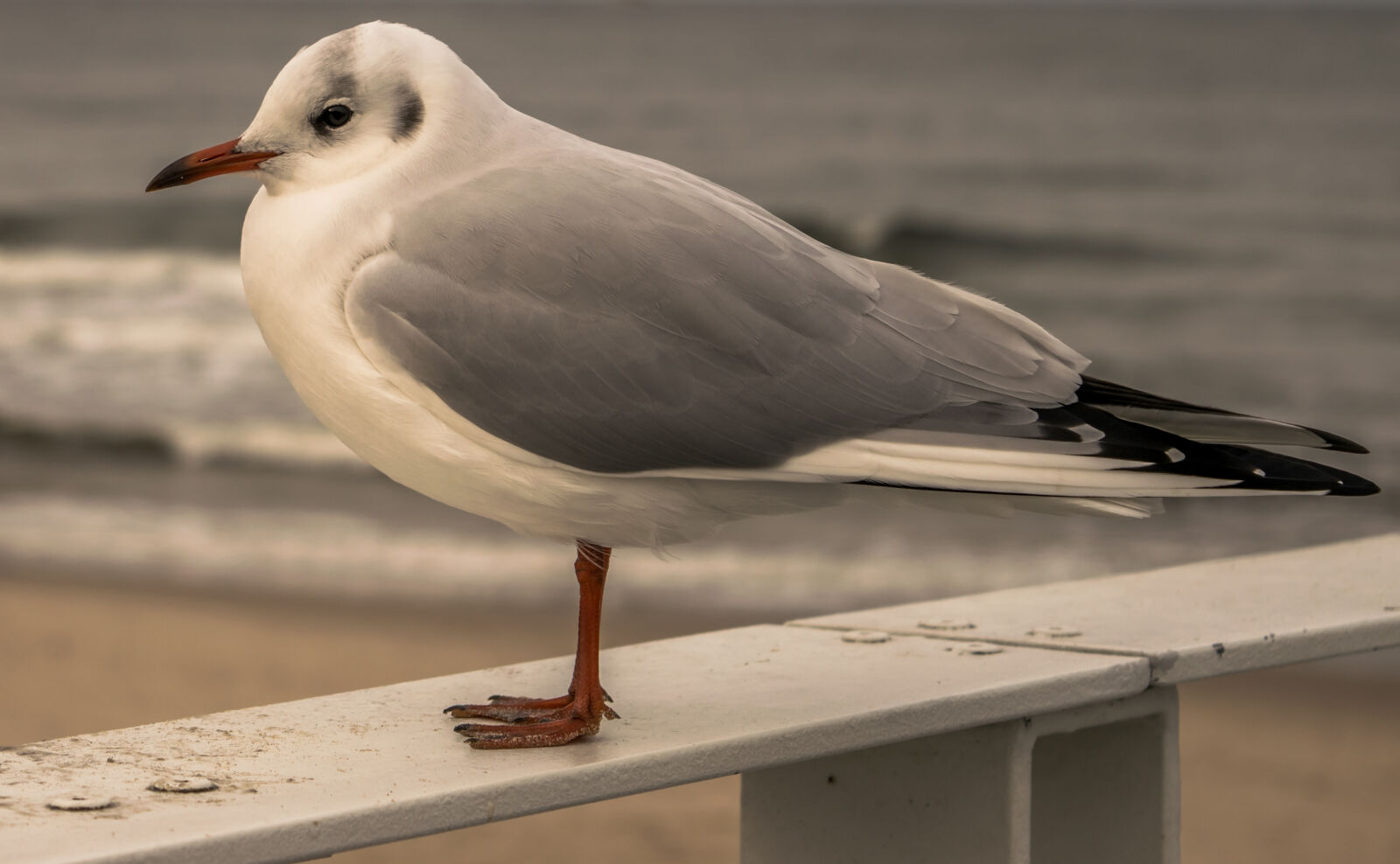 Nikon D3300 sample photo. Baltic, baltic, sea, beach photography