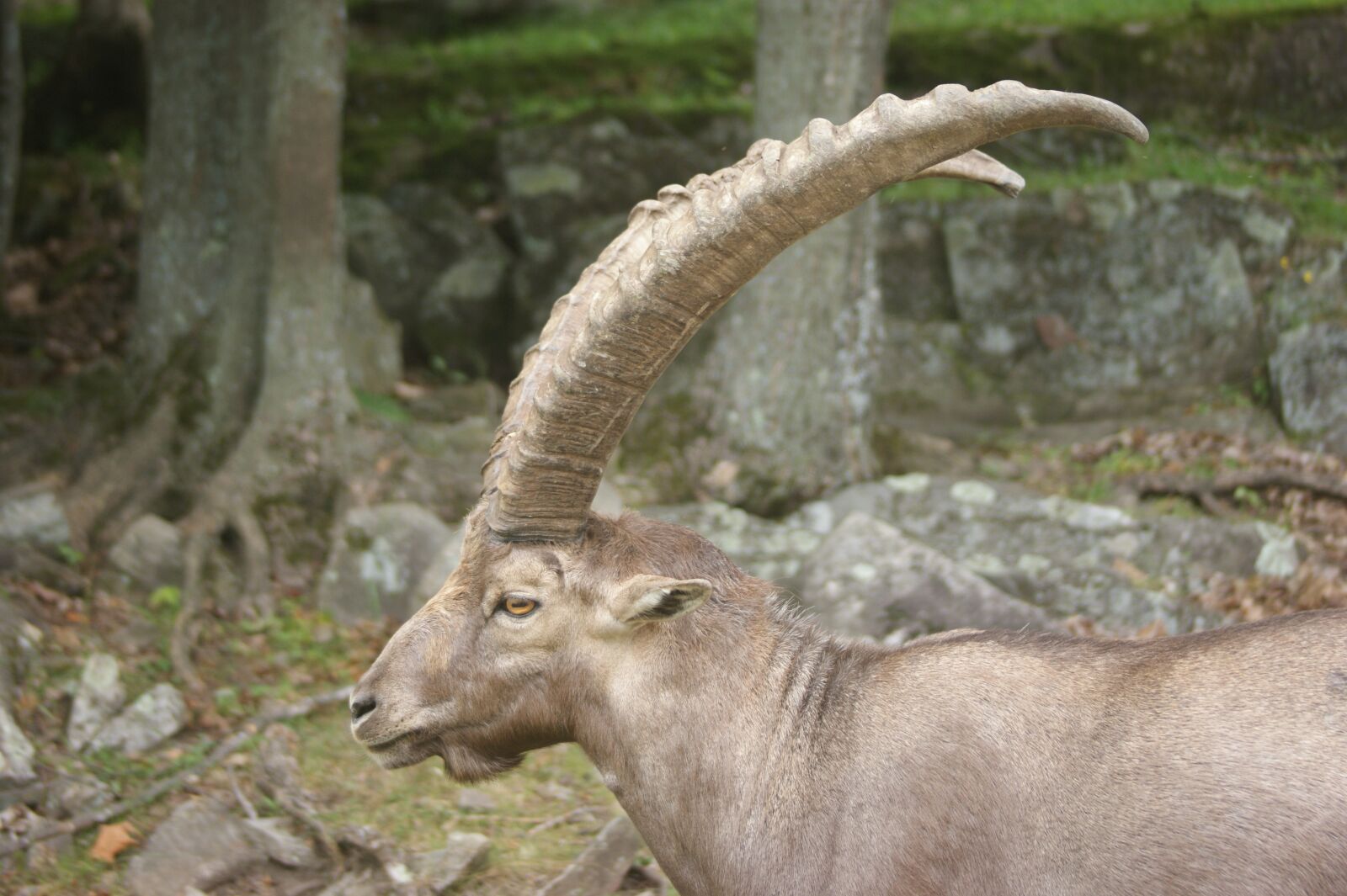 Sony Alpha DSLR-A350 sample photo. Ibex, animal, alpine photography