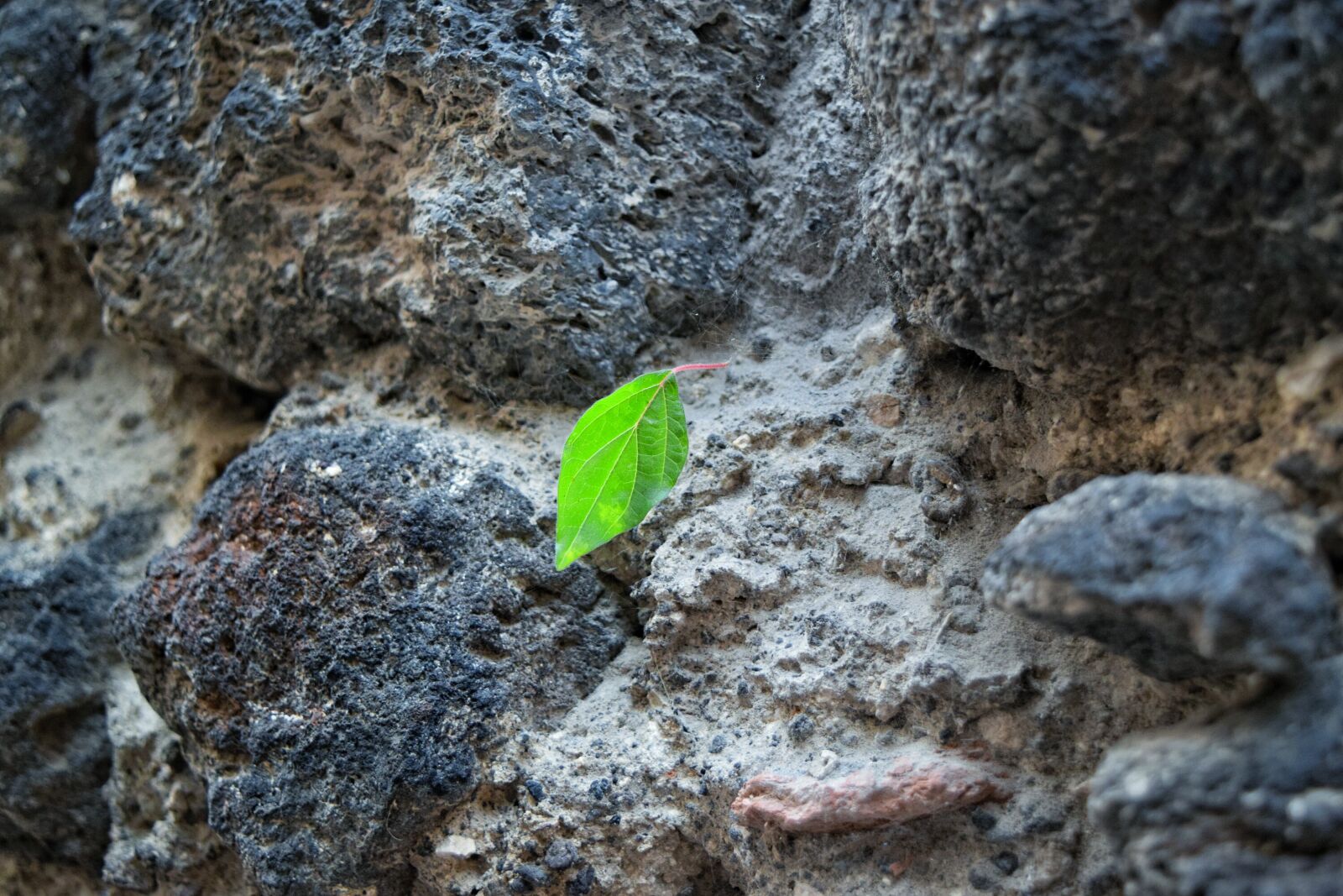 Nikon D3300 sample photo. Lava, lava, building, leaf photography