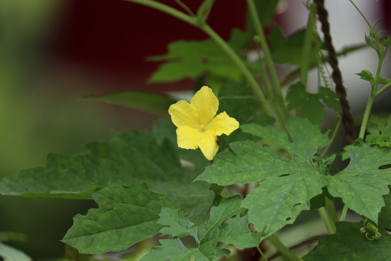 Canon EOS 250D (EOS Rebel SL3 / EOS Kiss X10 / EOS 200D II) sample photo. Yellow flower, green, nature photography