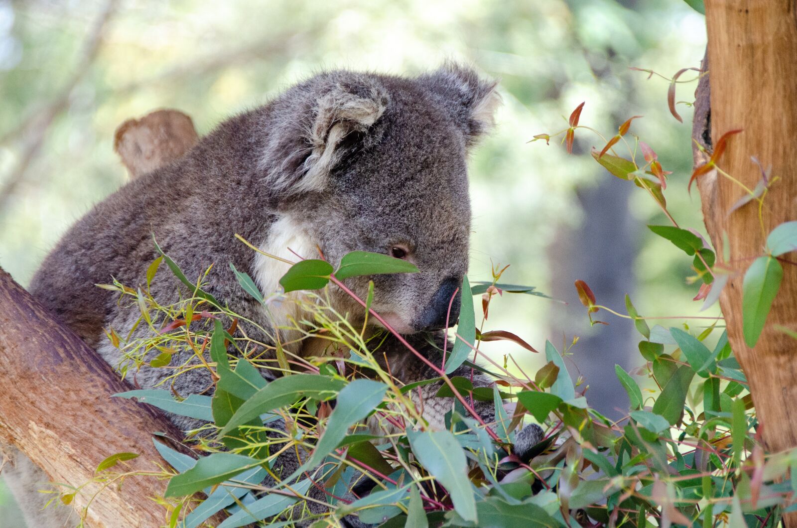 Nikon D5100 sample photo. Koala, mammal, marsupial photography