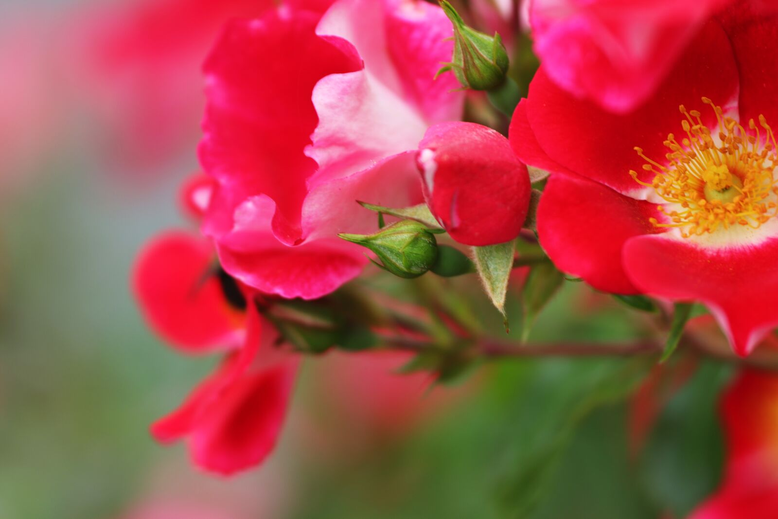 Canon EOS 200D (EOS Rebel SL2 / EOS Kiss X9) sample photo. Flowers, red, floral photography