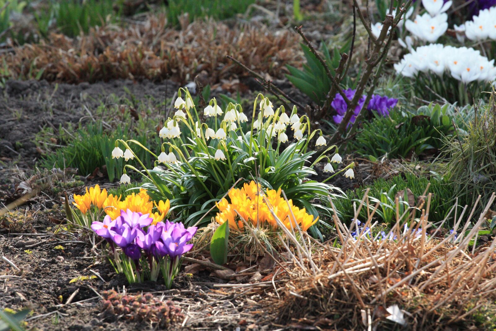 Canon EOS 450D (EOS Rebel XSi / EOS Kiss X2) sample photo. Spring, crocus, snowflake photography