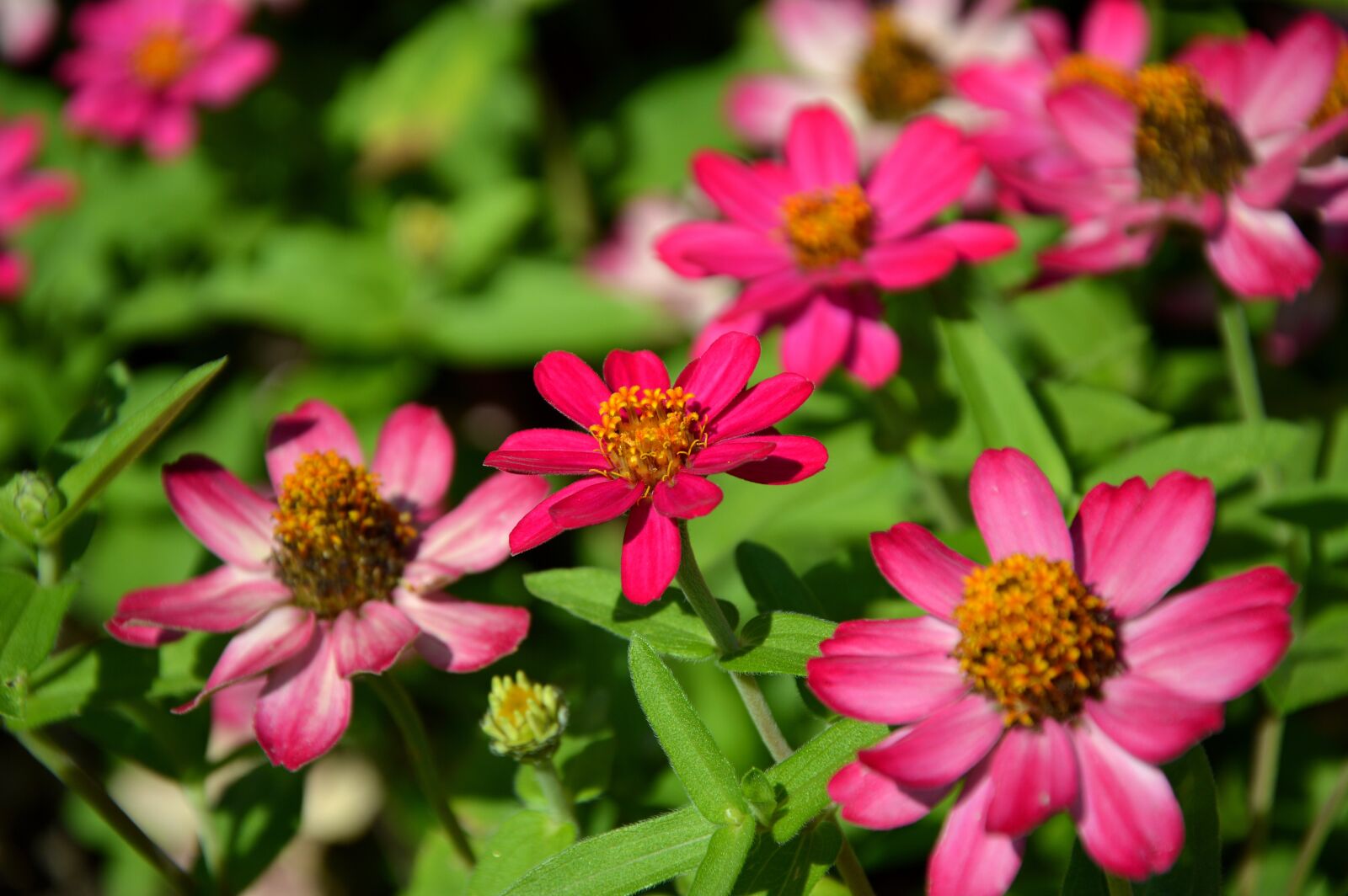 Nikon D3200 sample photo. Zinnia, composites, asteraceae photography