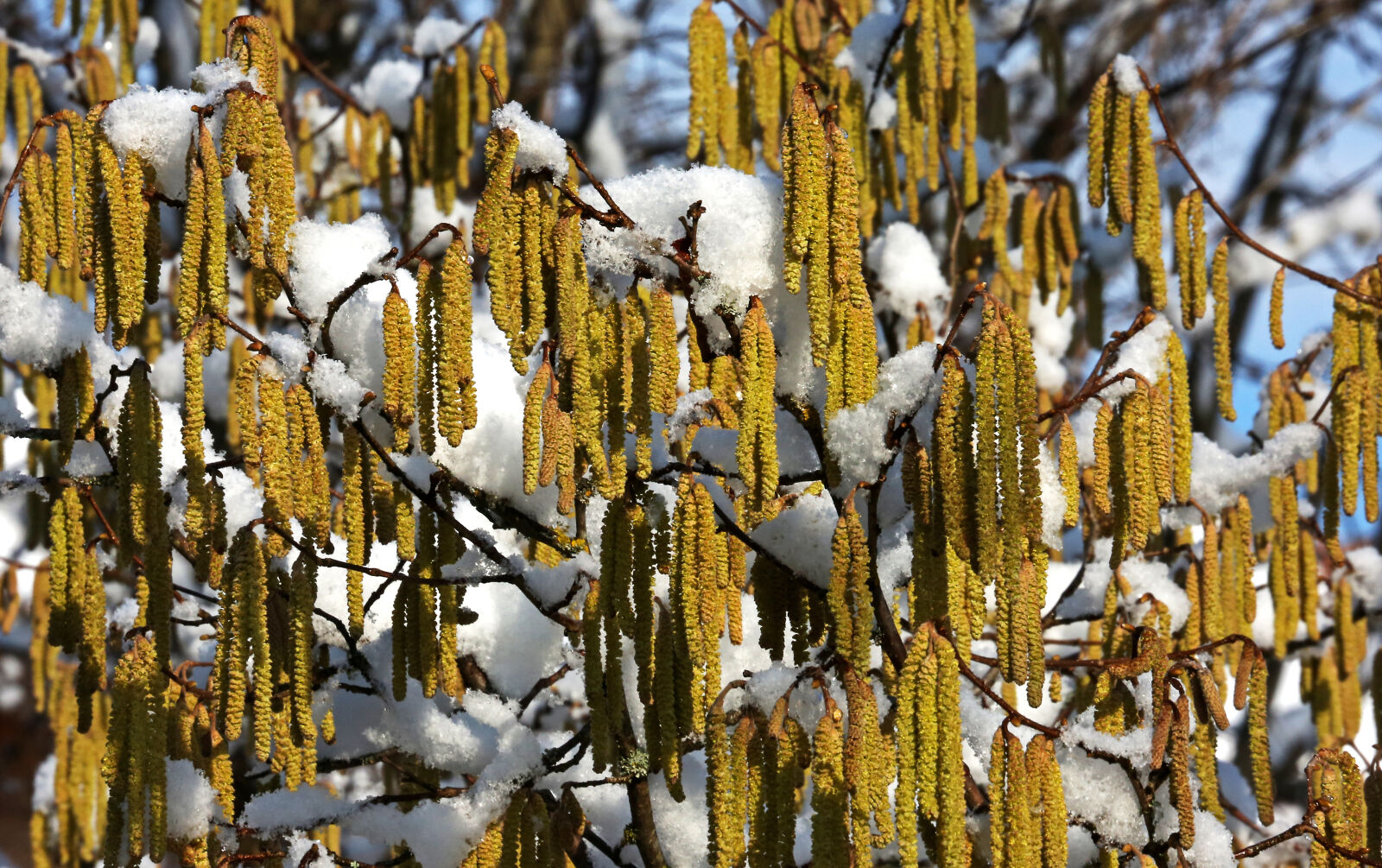 Canon EF 70-300mm F4.5-5.6 DO IS USM sample photo. Nature, seeds, snow, tree photography
