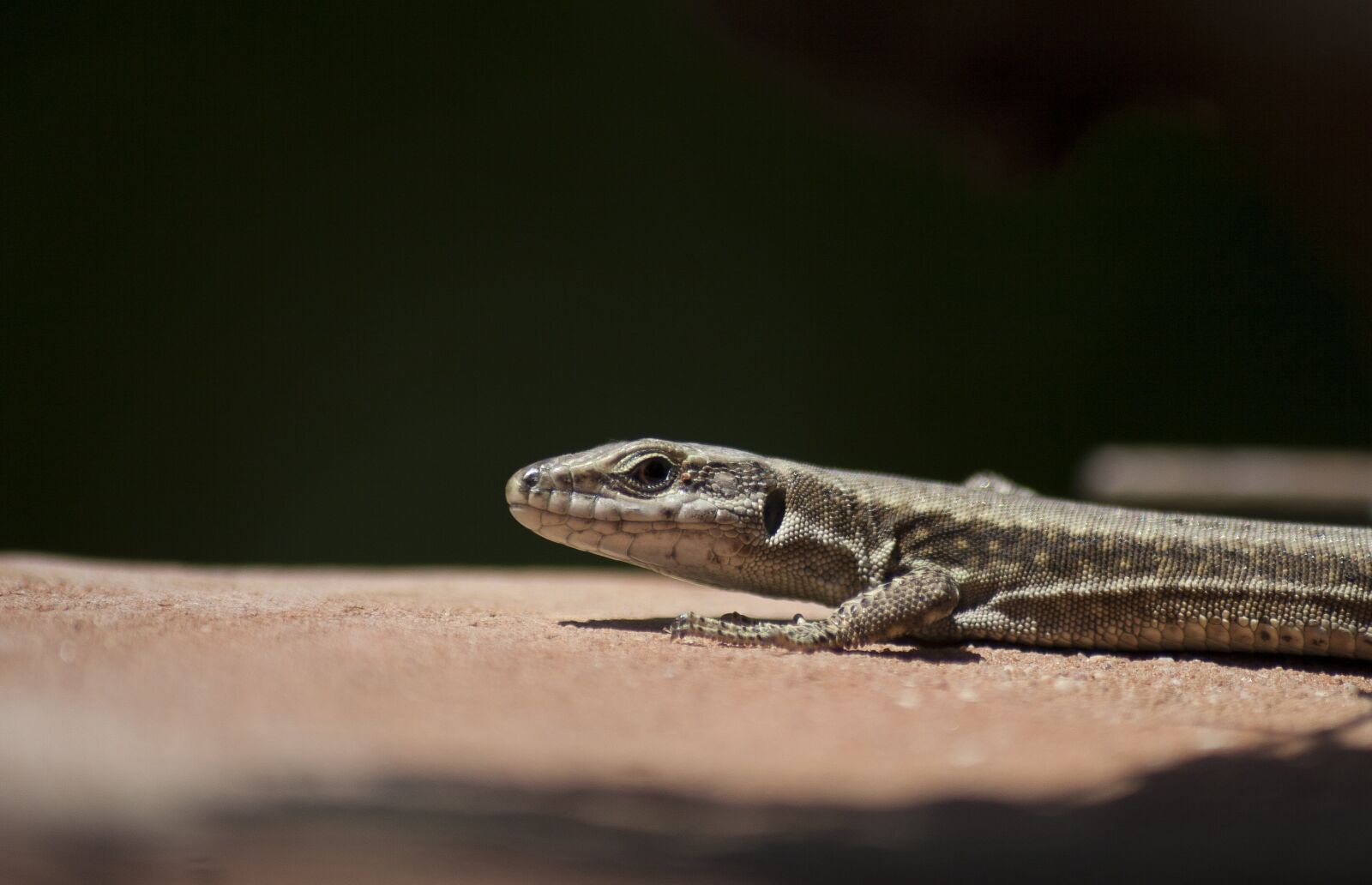 Canon EOS 30D sample photo. Lizard, reptile, black background photography