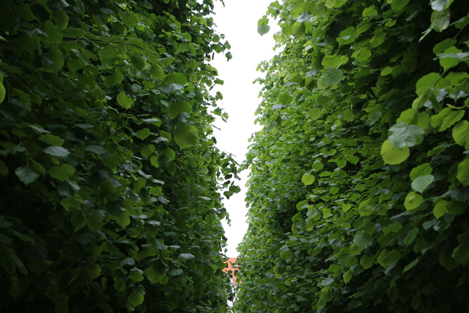 Canon EOS 7D Mark II sample photo. Building, canopy, green, grow photography