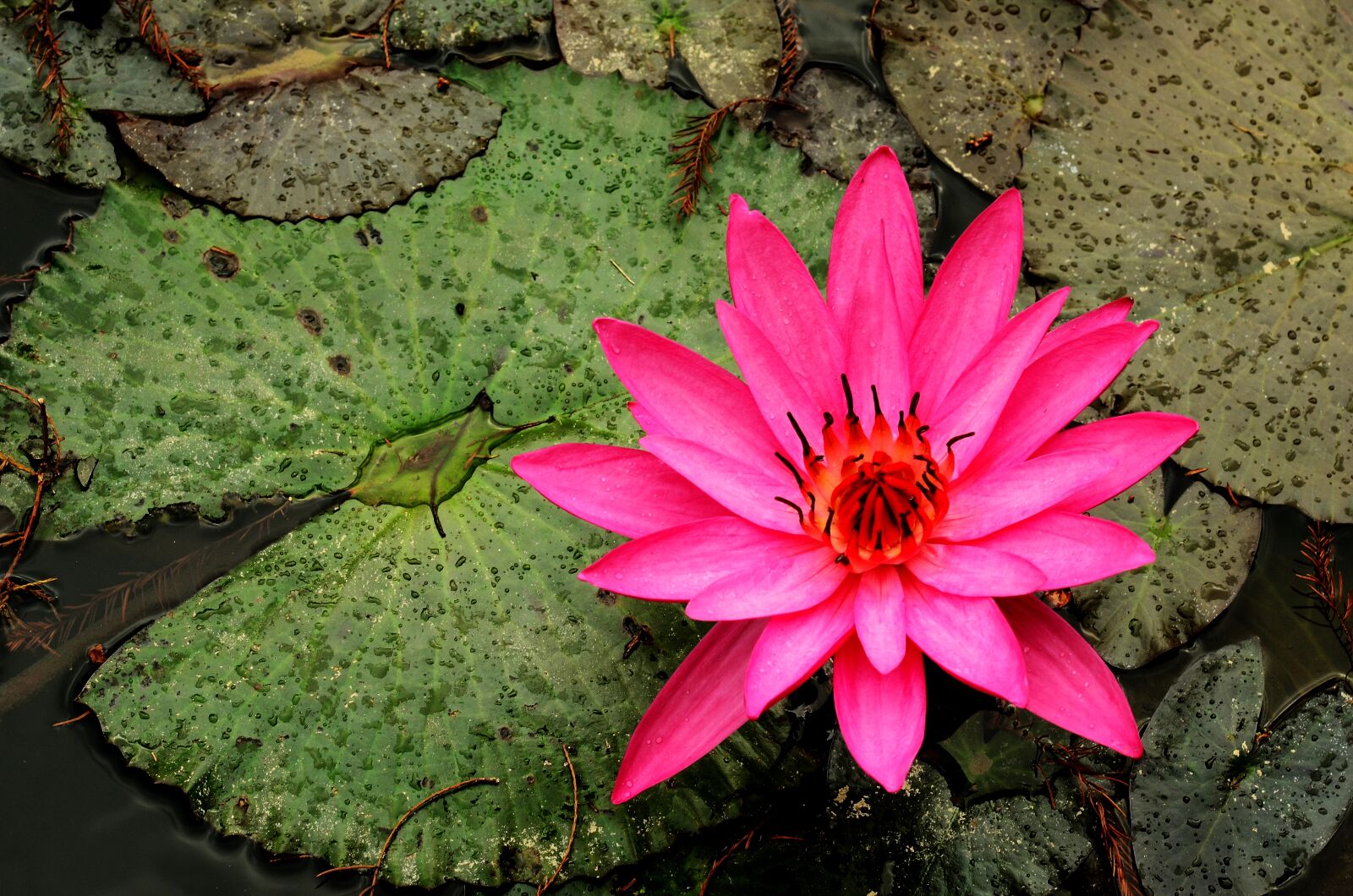 Nikon D7000 sample photo. Plant, flower, pond photography