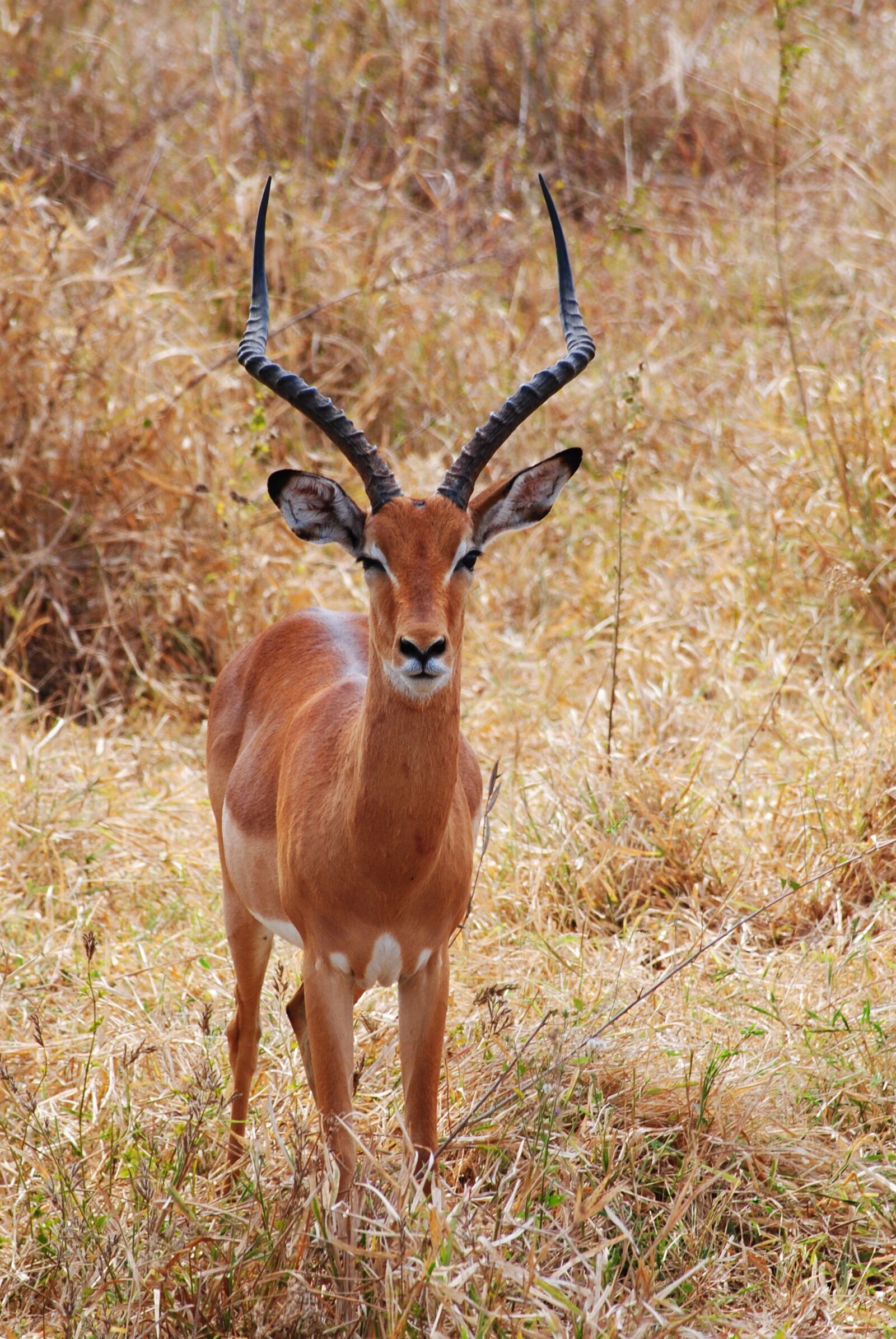 Nikon D3000 sample photo. Safari, kenya, africa photography