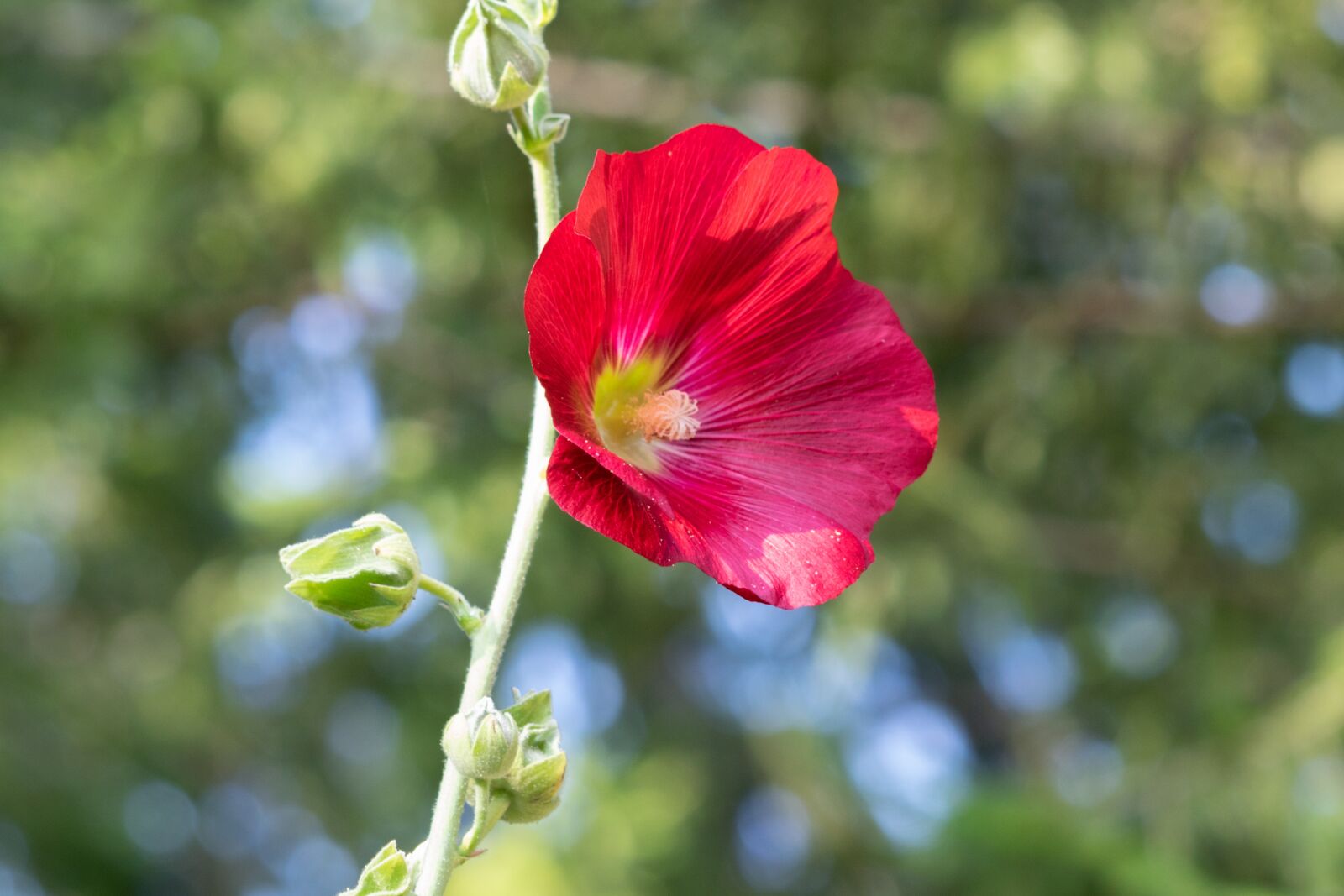 Nikon D3300 sample photo. Flower, red flower, blossom photography