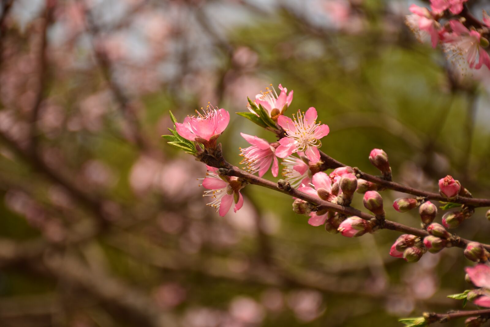 Nikon D5300 sample photo. Peach blossom, pink, spring photography