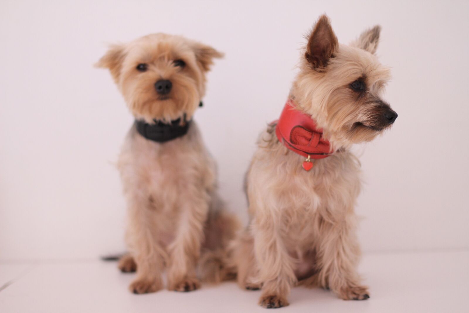 Canon EOS 7D sample photo. Dog, yorkshire terrier, paris photography