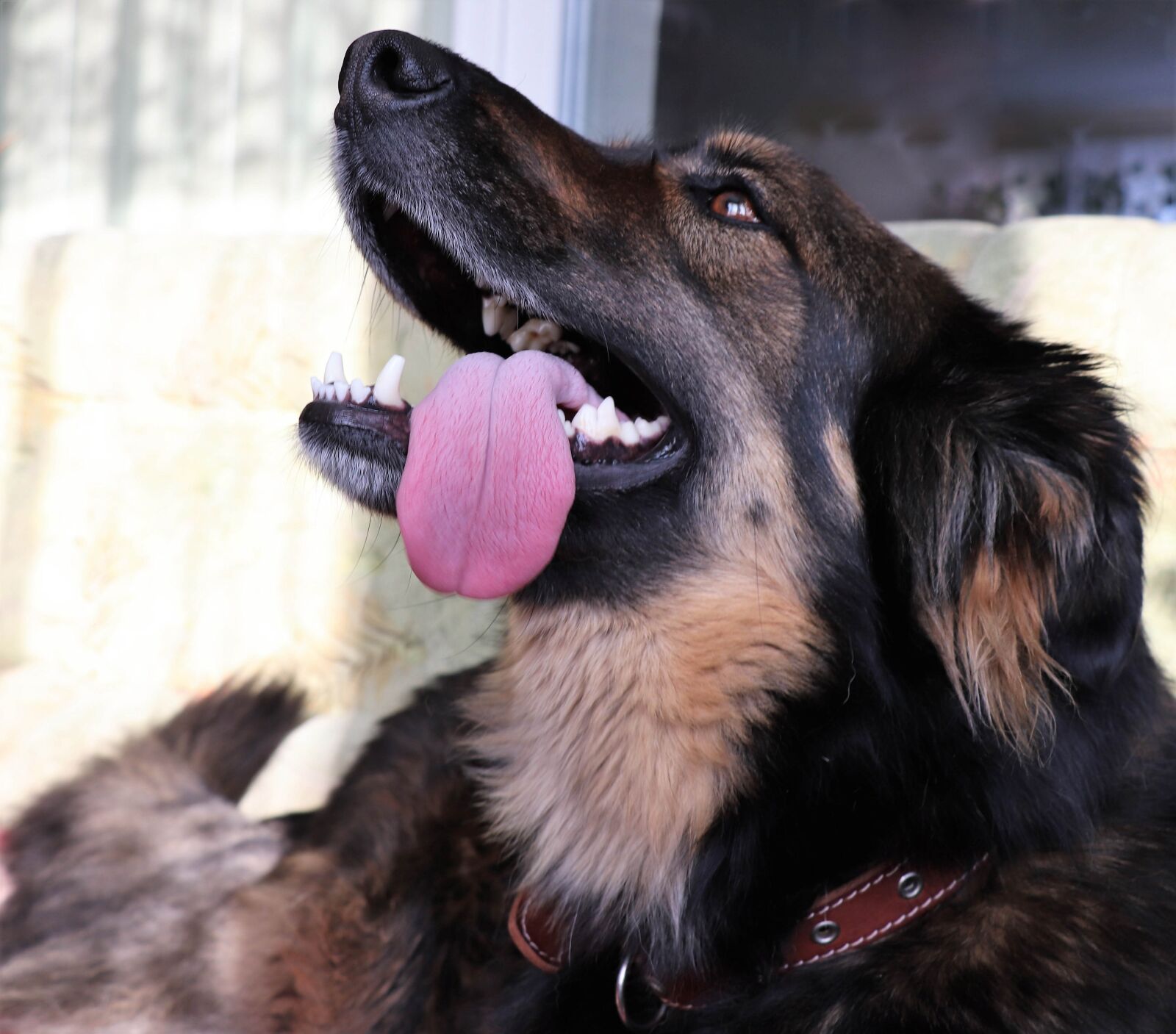 Canon EOS 77D (EOS 9000D / EOS 770D) sample photo. Dog, portrait, the language photography