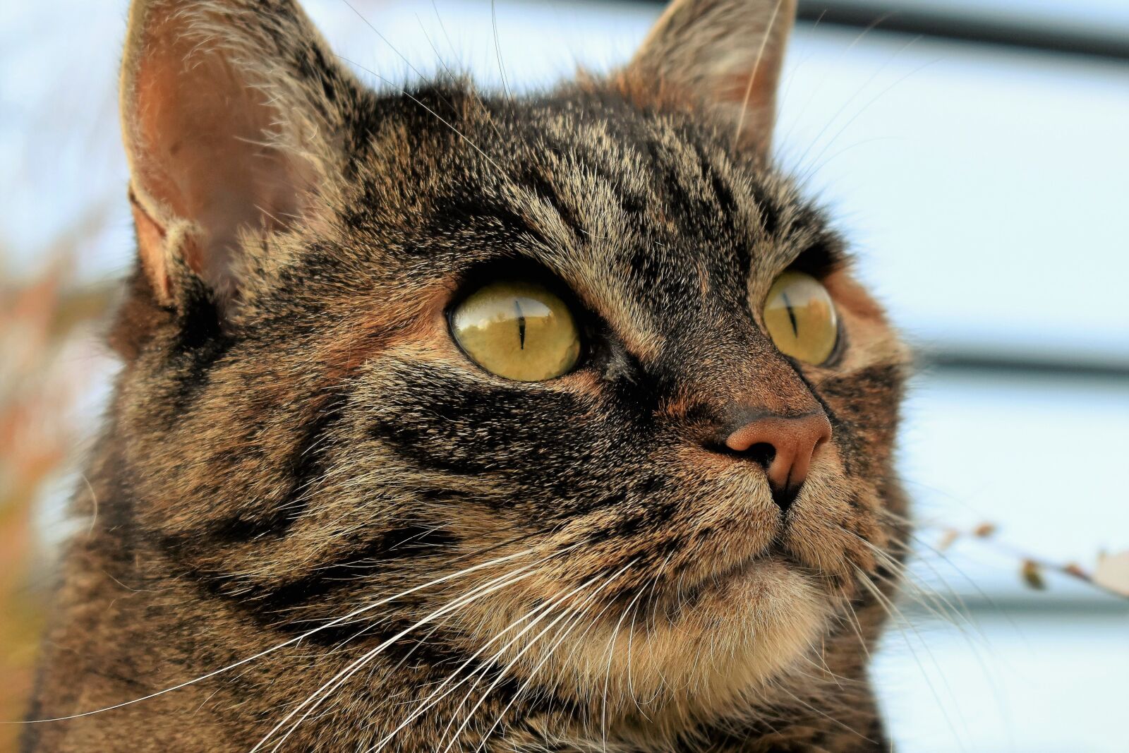 Nikon D5500 sample photo. Cat, animal, pet photography