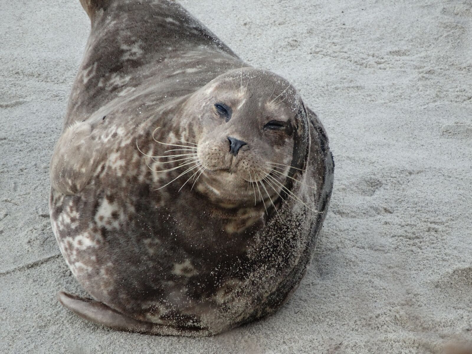 Sony Cyber-shot DSC-HX300 sample photo. Sea lion, beach, nature photography
