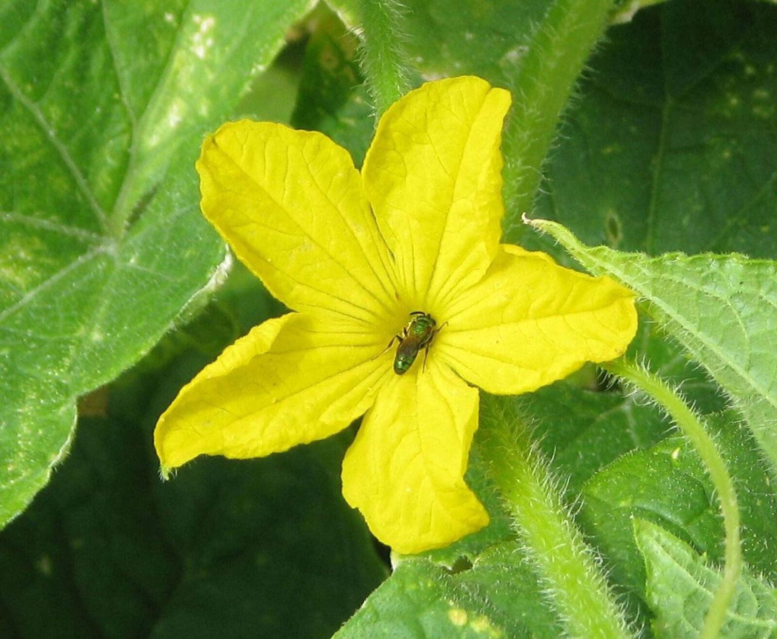 Canon POWERSHOT S5 IS sample photo. Cucumber, domestic cucumber, cucumis photography