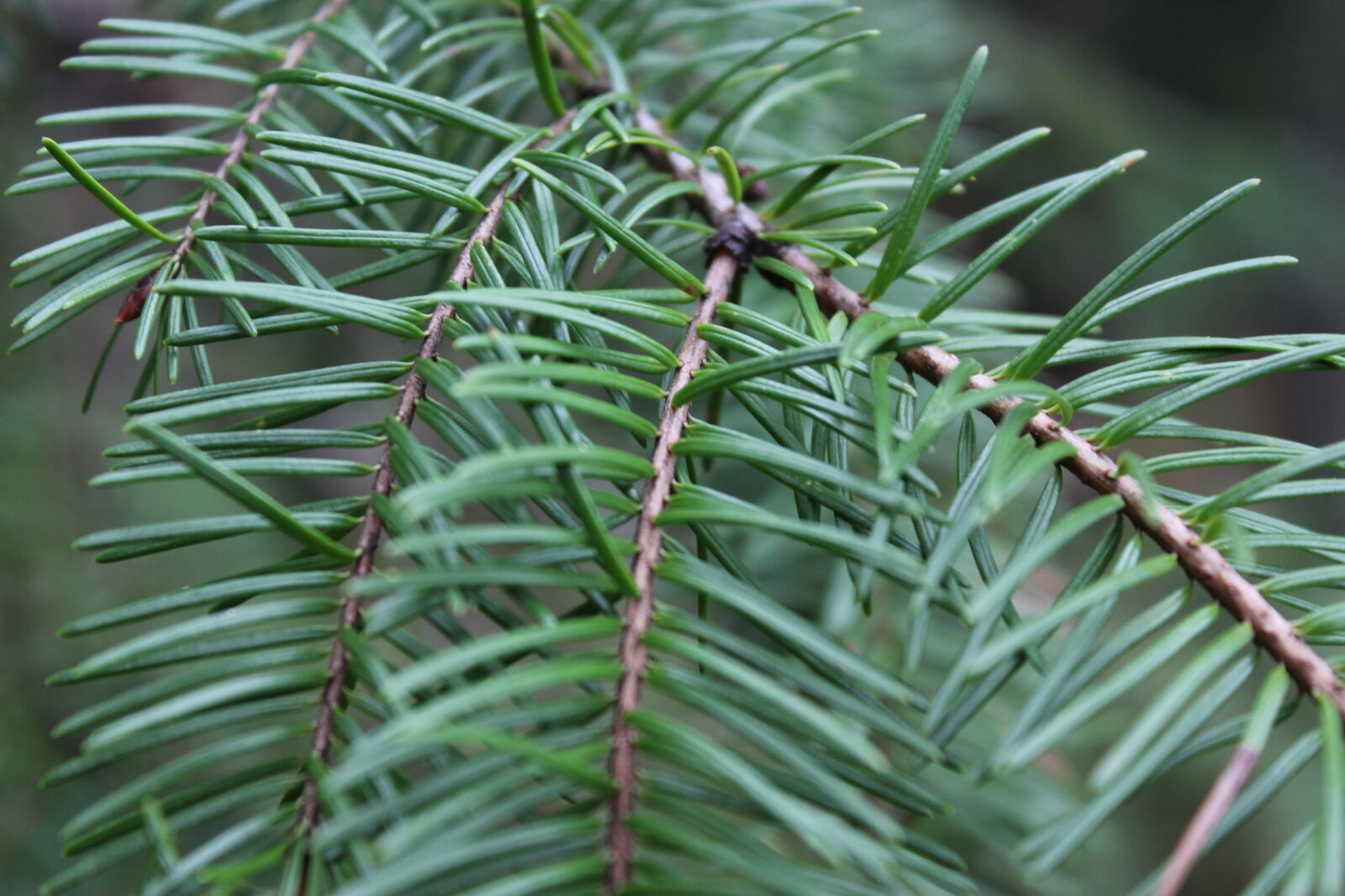 Canon EOS 1200D (EOS Rebel T5 / EOS Kiss X70 / EOS Hi) sample photo. Forest, pine, needles, pine photography