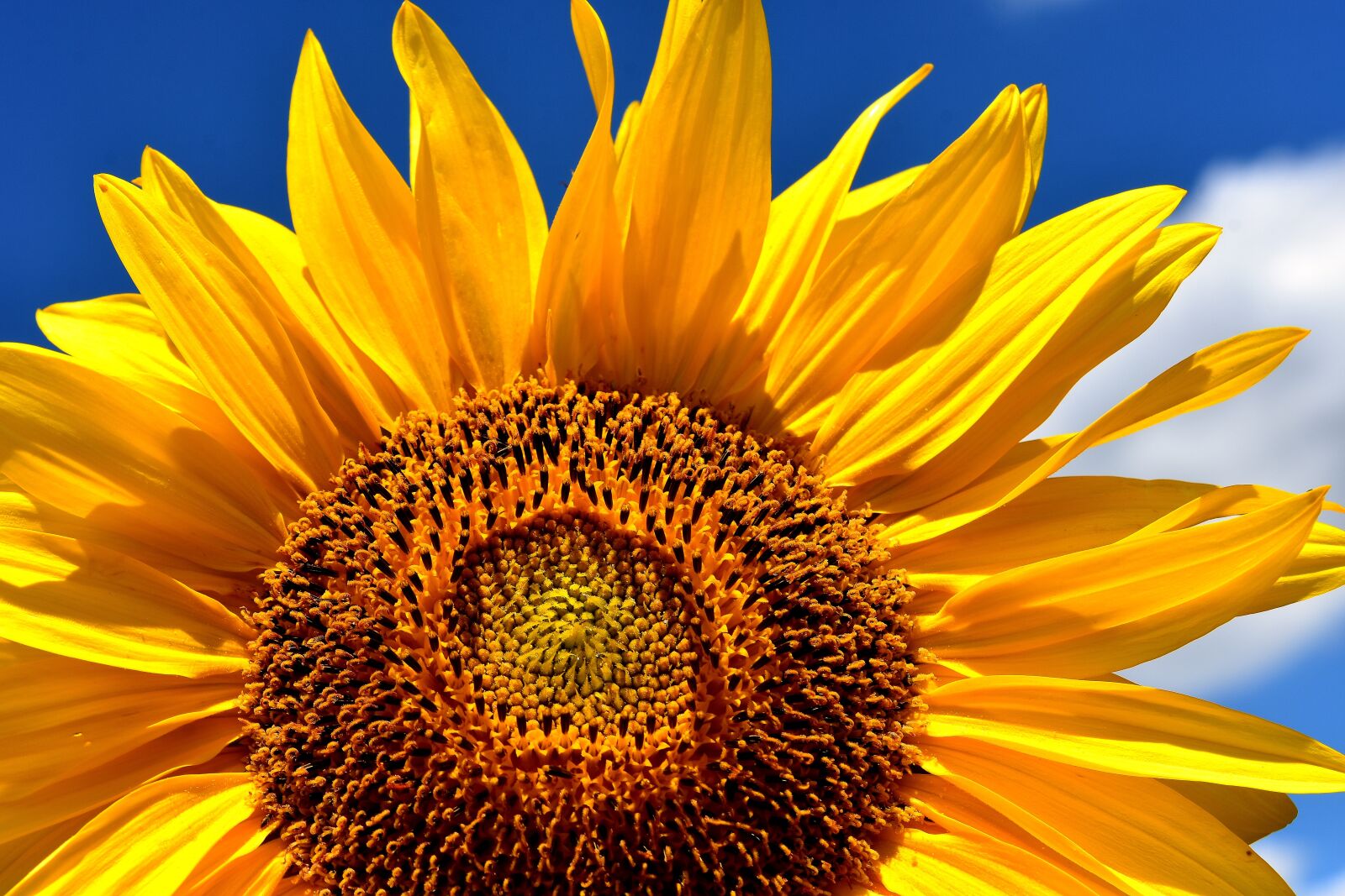 Nikon D7200 sample photo. Sunflower, summer, garden photography