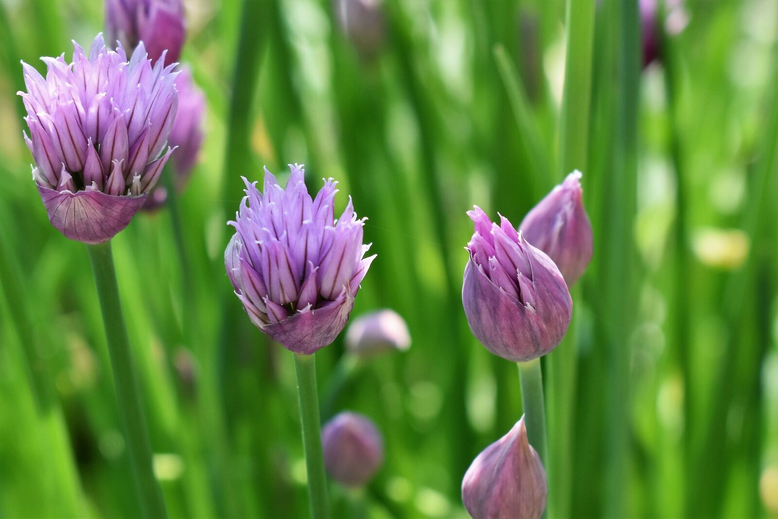 Nikon D5500 sample photo. Chives, blossom, bloom photography