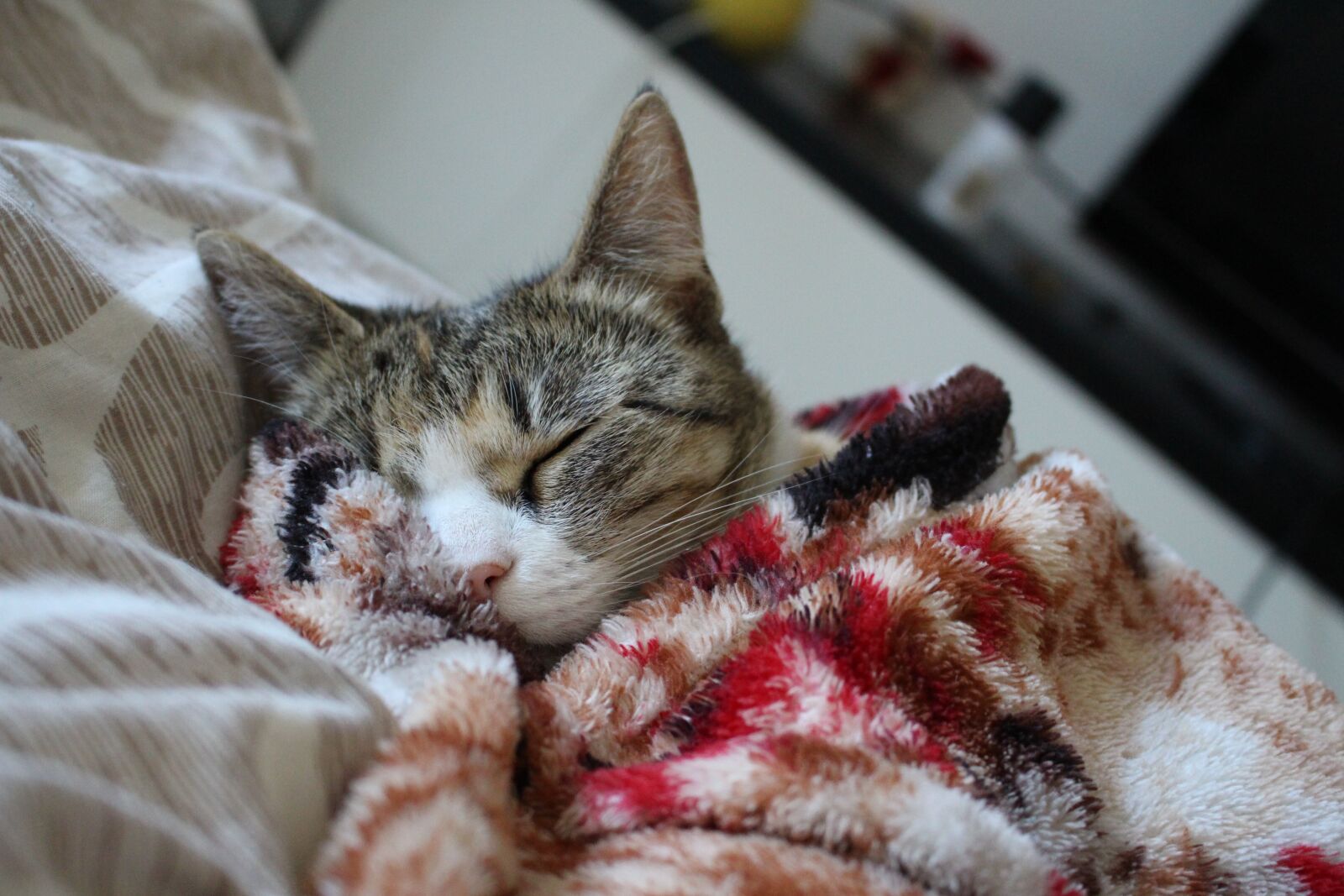 Canon EOS 700D (EOS Rebel T5i / EOS Kiss X7i) sample photo. Cat, sleeping cat, fluffy photography