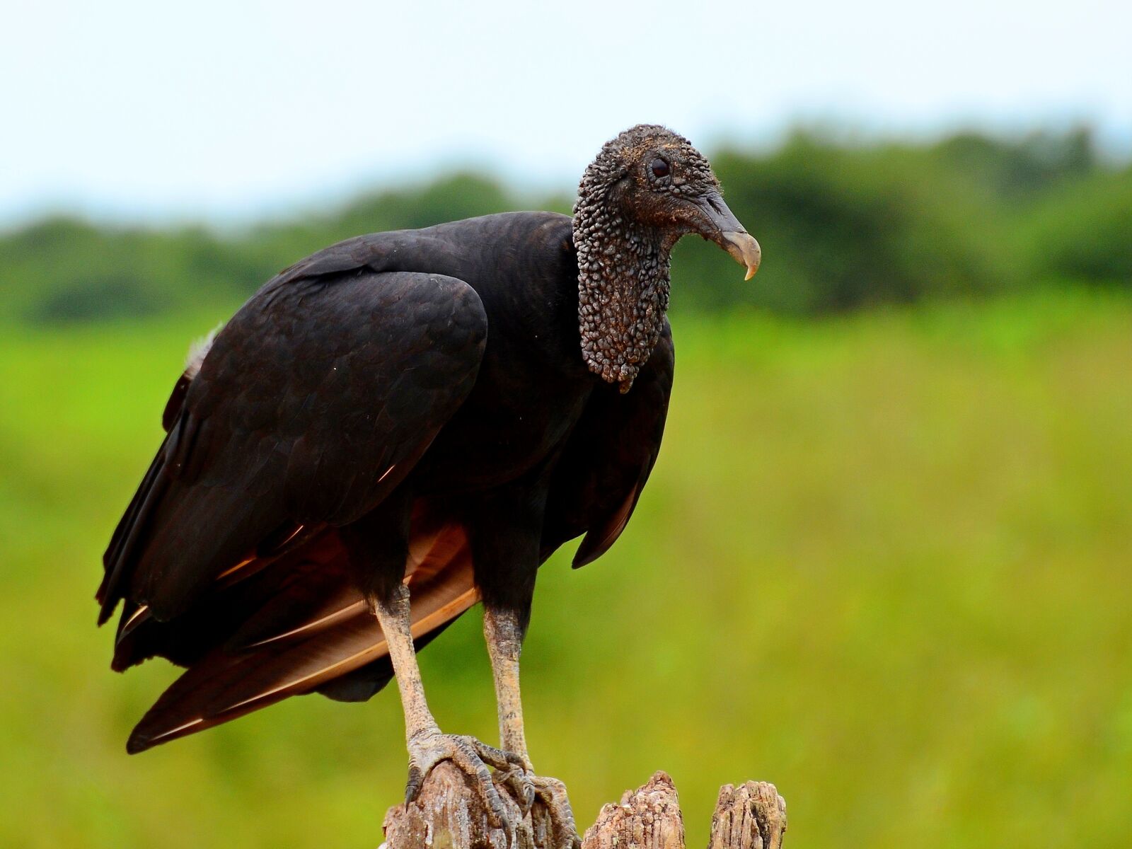 Nikon D7000 sample photo. Vulture, brazil, the pantanal photography