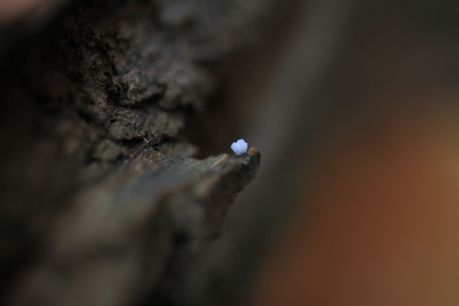 Canon EOS 7D sample photo. Sleet, wood, snow photography