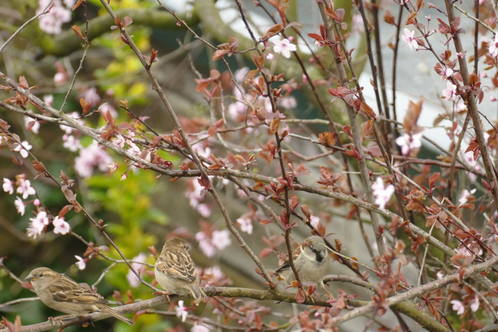 Panasonic Lumix DMC-FZ1000 sample photo. Mus, bird, fauna photography