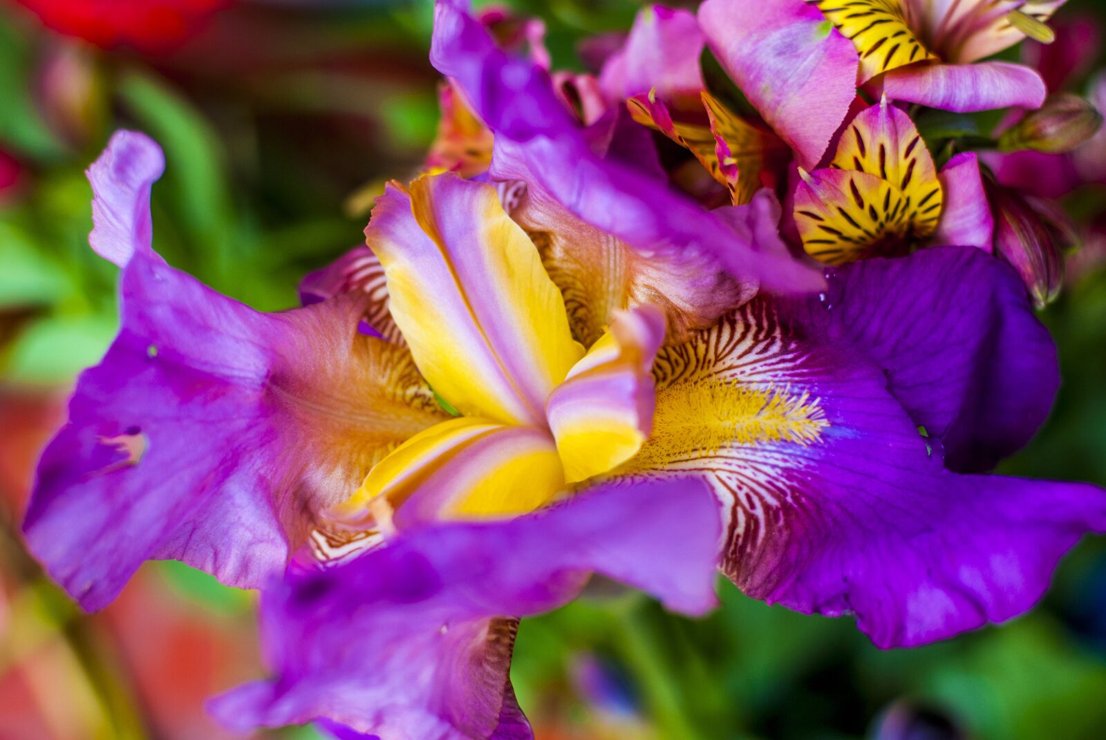 Nikon D60 sample photo. Flower, wild, flower beautiful photography