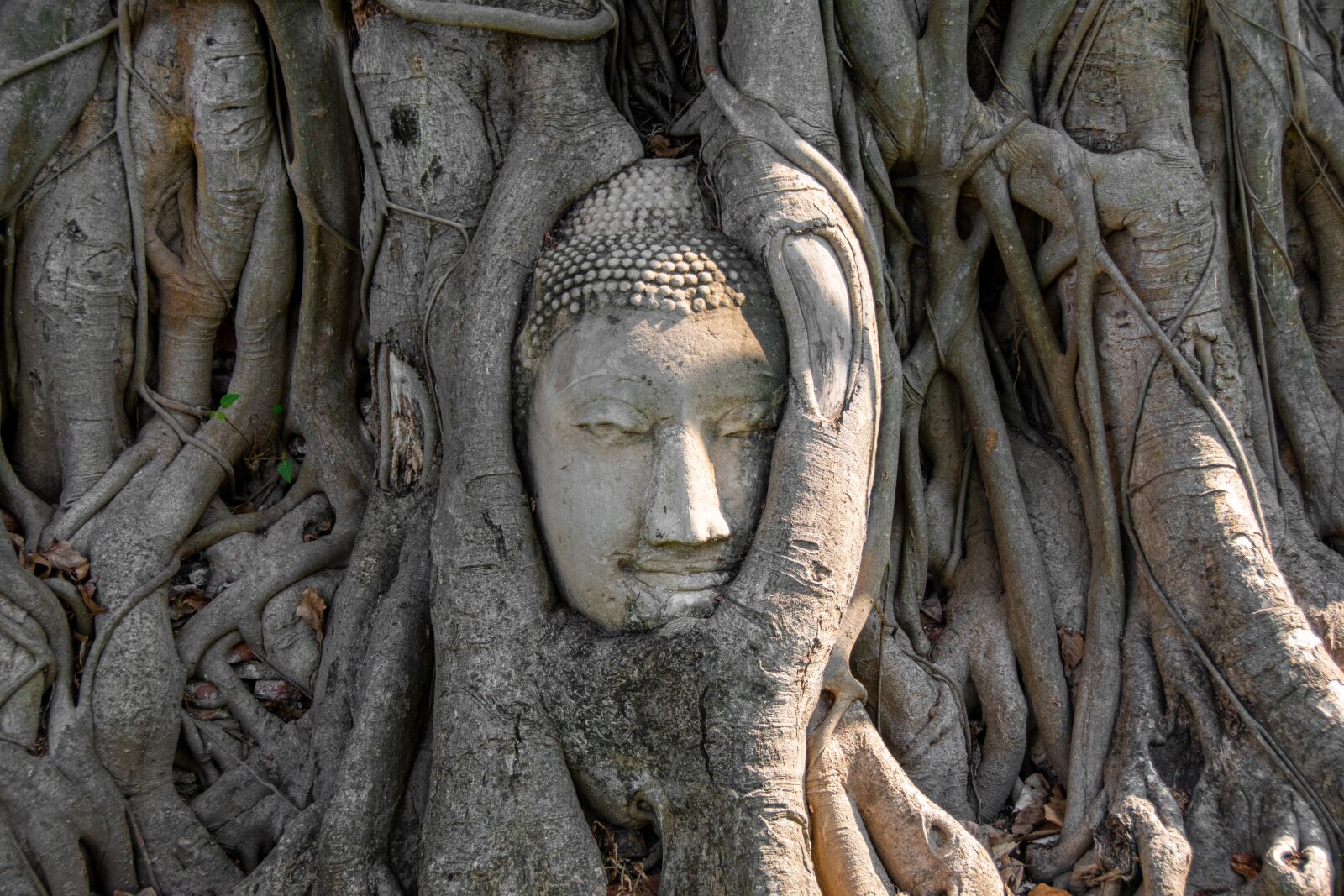Nikon D5600 sample photo. Buddha, head, statue photography