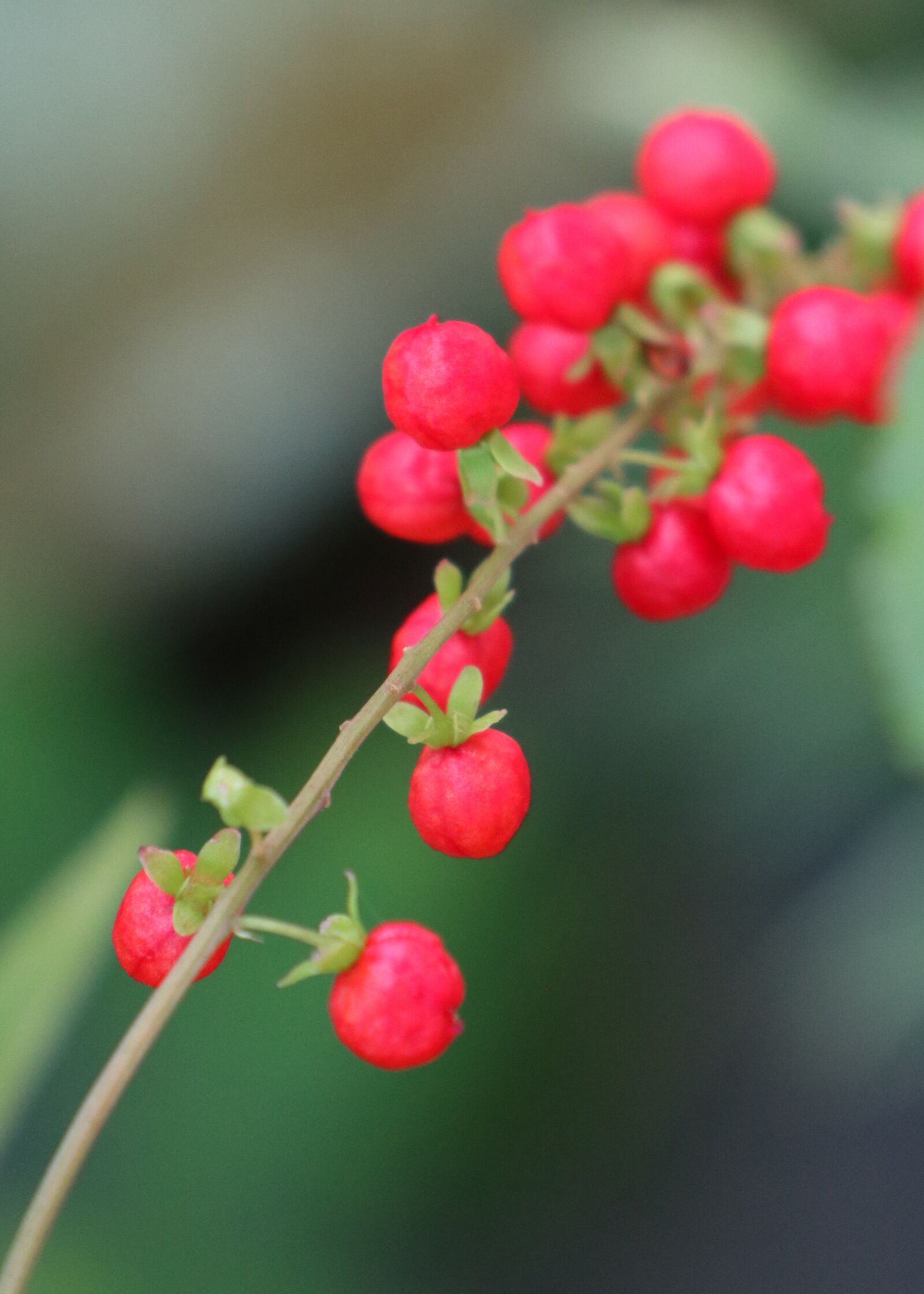 Canon EOS M6 sample photo. Red pearl plant, round photography