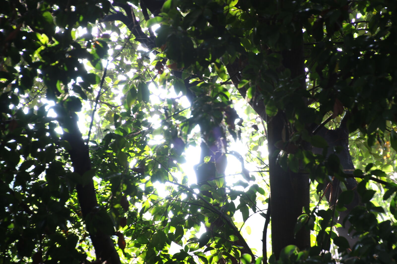 Canon EOS 7D Mark II sample photo. Forest, garden, green, morning photography