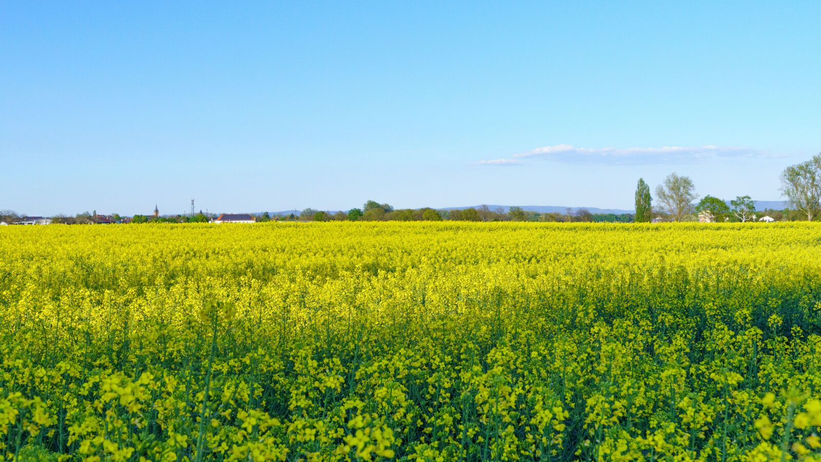 Sony a6400 sample photo. Field of rapeseeds, yellow photography