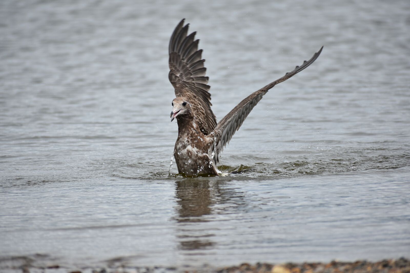 Nikon D7200 sample photo. Animal, sea, beach photography