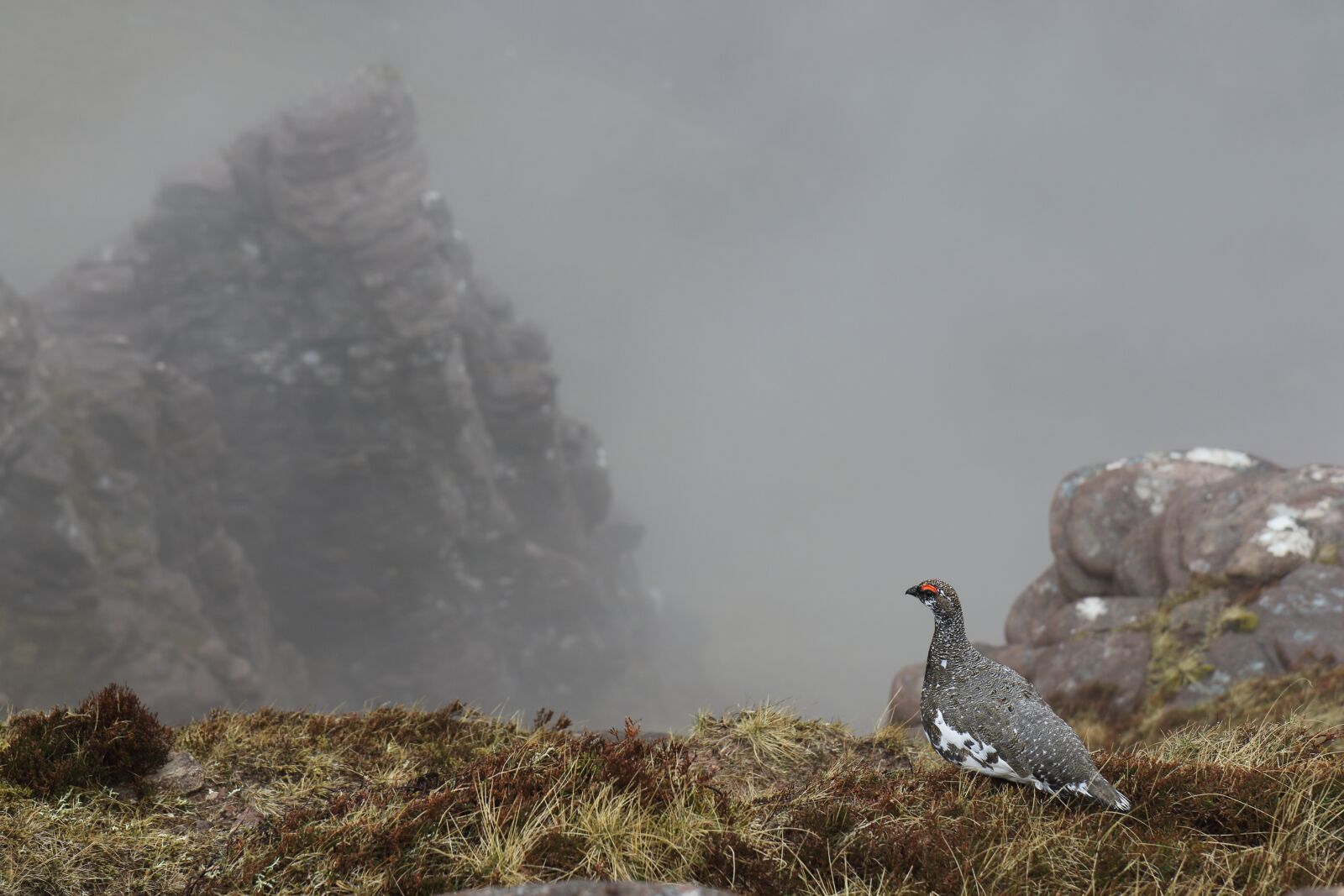 Canon EOS 7D Mark II sample photo. Ptarmigan, highlands, scotland photography