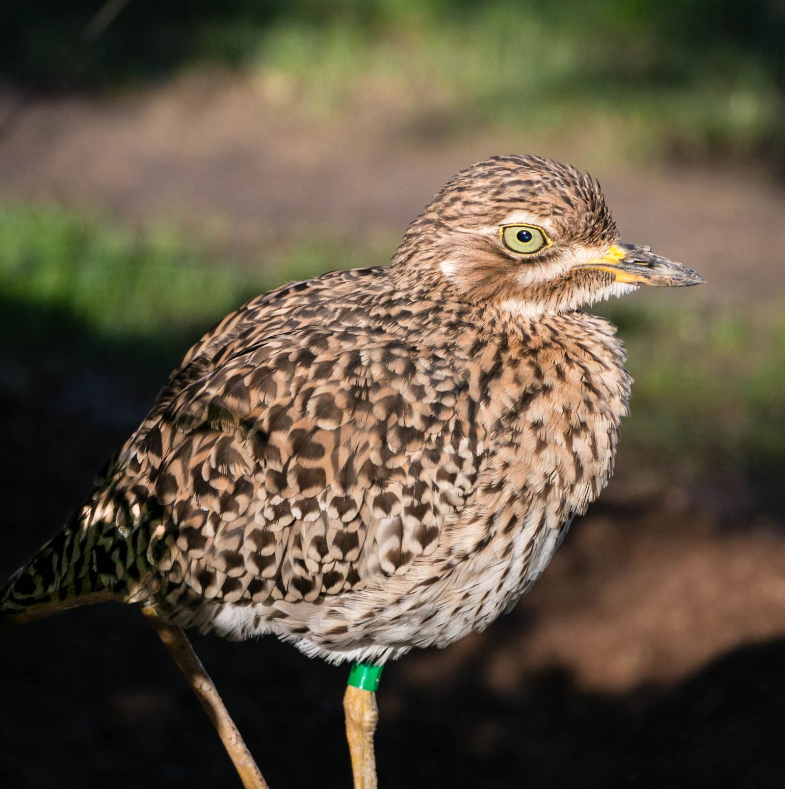 Canon EOS 70D sample photo. Bird, zoo, valencia photography