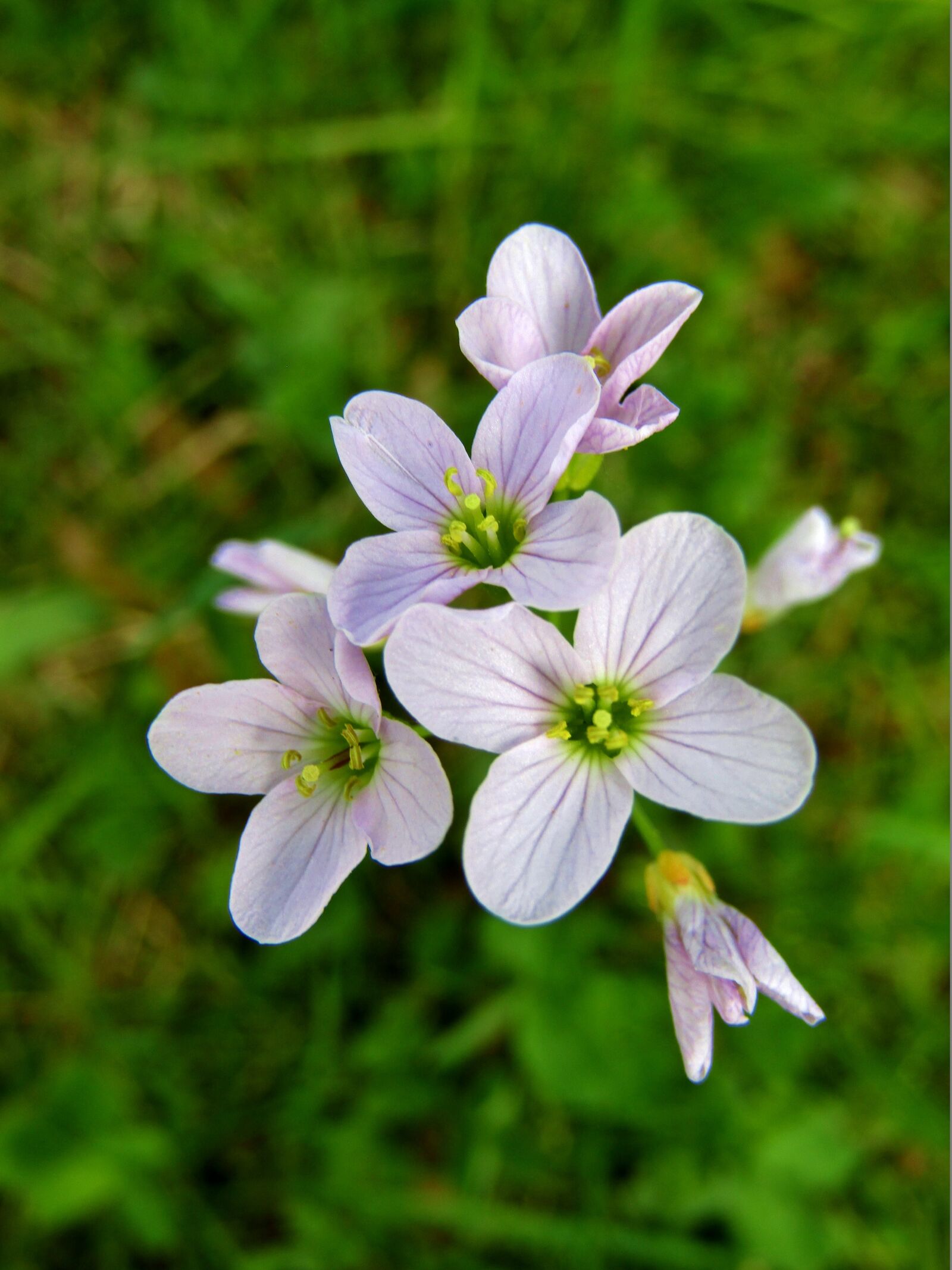 Canon POWERSHOT SX432 IS sample photo. Smock, white, meadow photography
