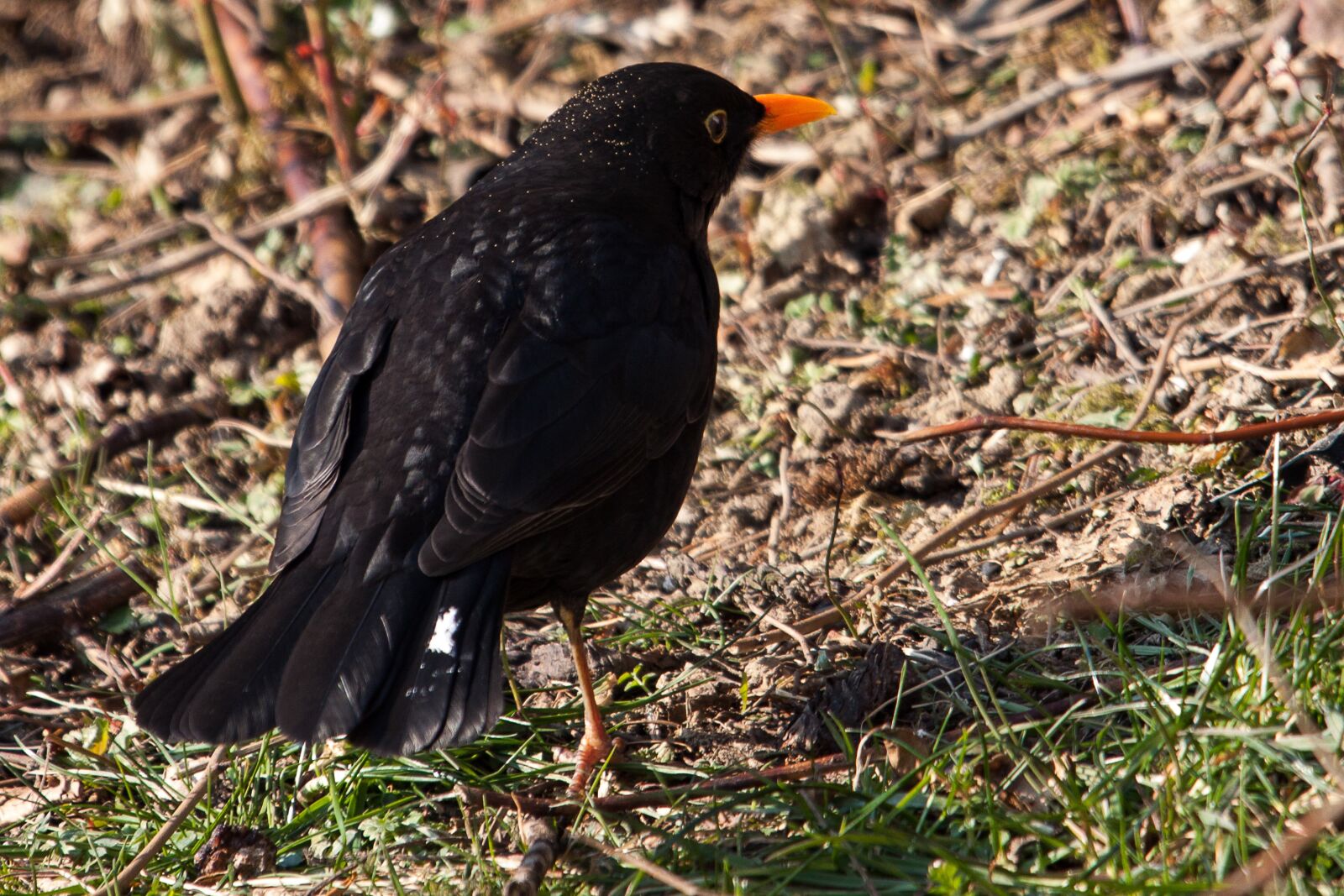 Canon EOS 50D sample photo. Blackbird, bird, songbird photography