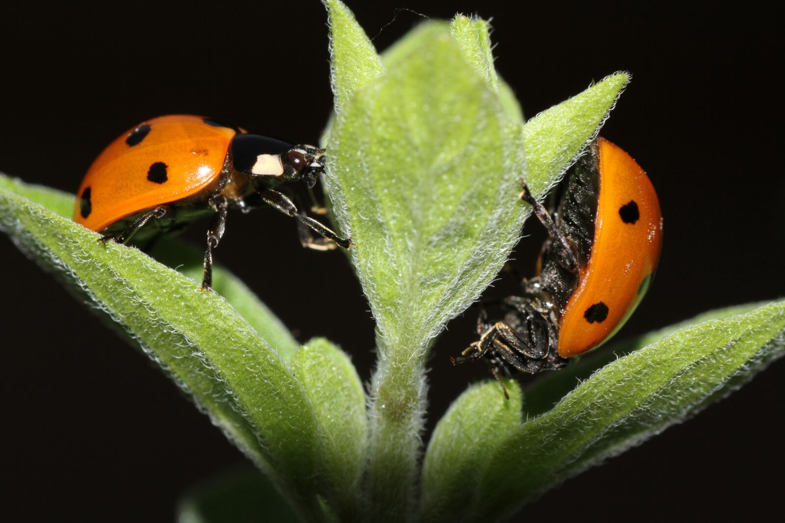 Canon EOS 7D sample photo. Ladybug, leaf, beetle photography