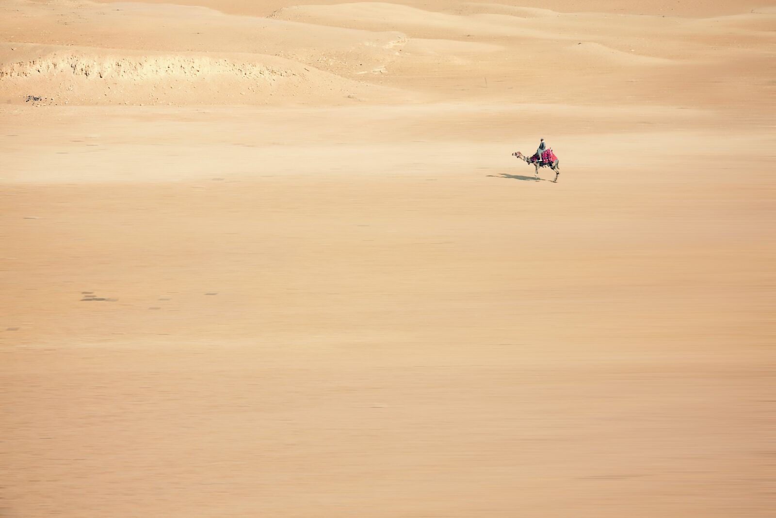 Canon EOS 40D sample photo. Sand, camel, desert photography