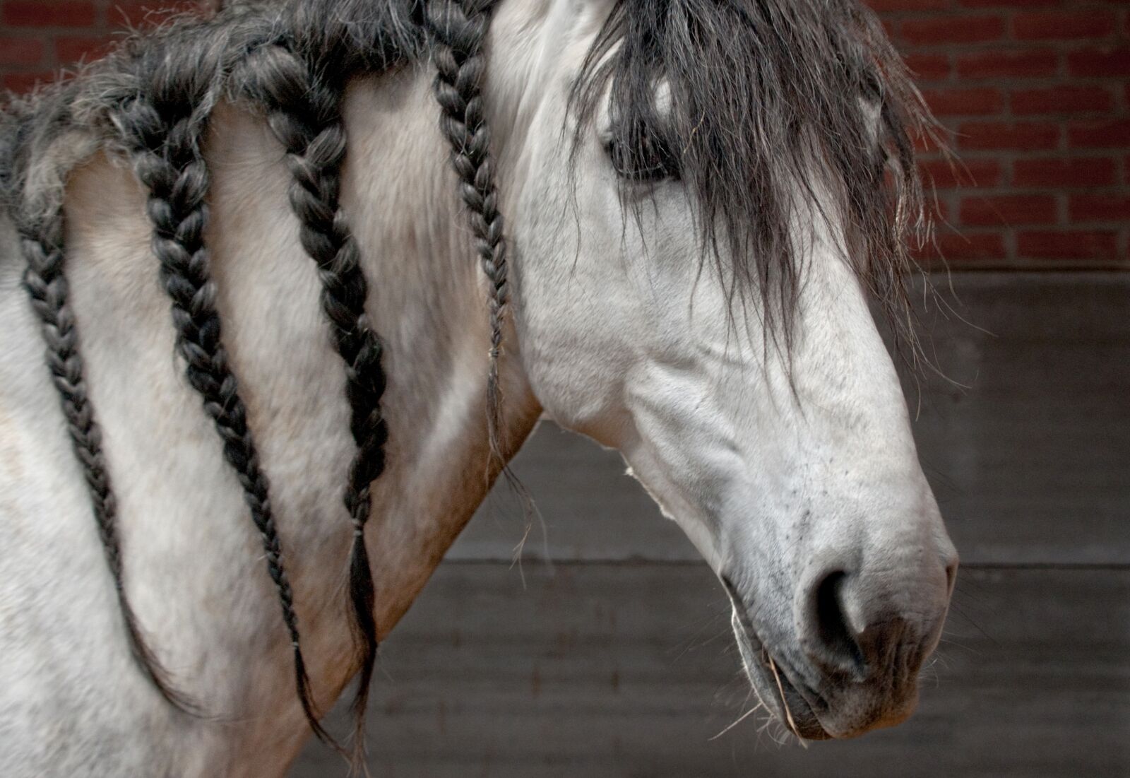 Nikon D300 sample photo. Horse, mane, plait photography