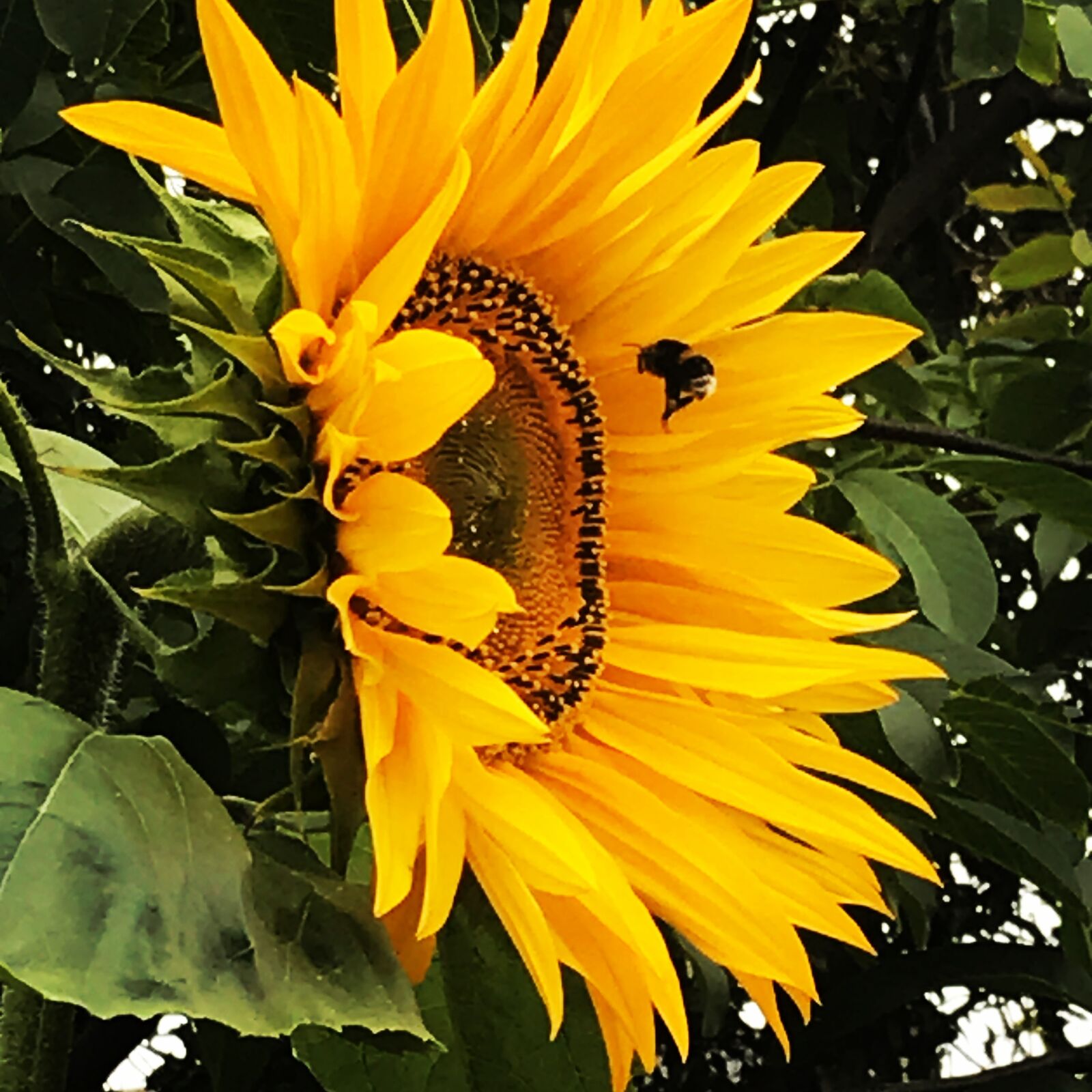 iPhone 7 back camera 3.99mm f/1.8 sample photo. Sunflower, bee, nature photography