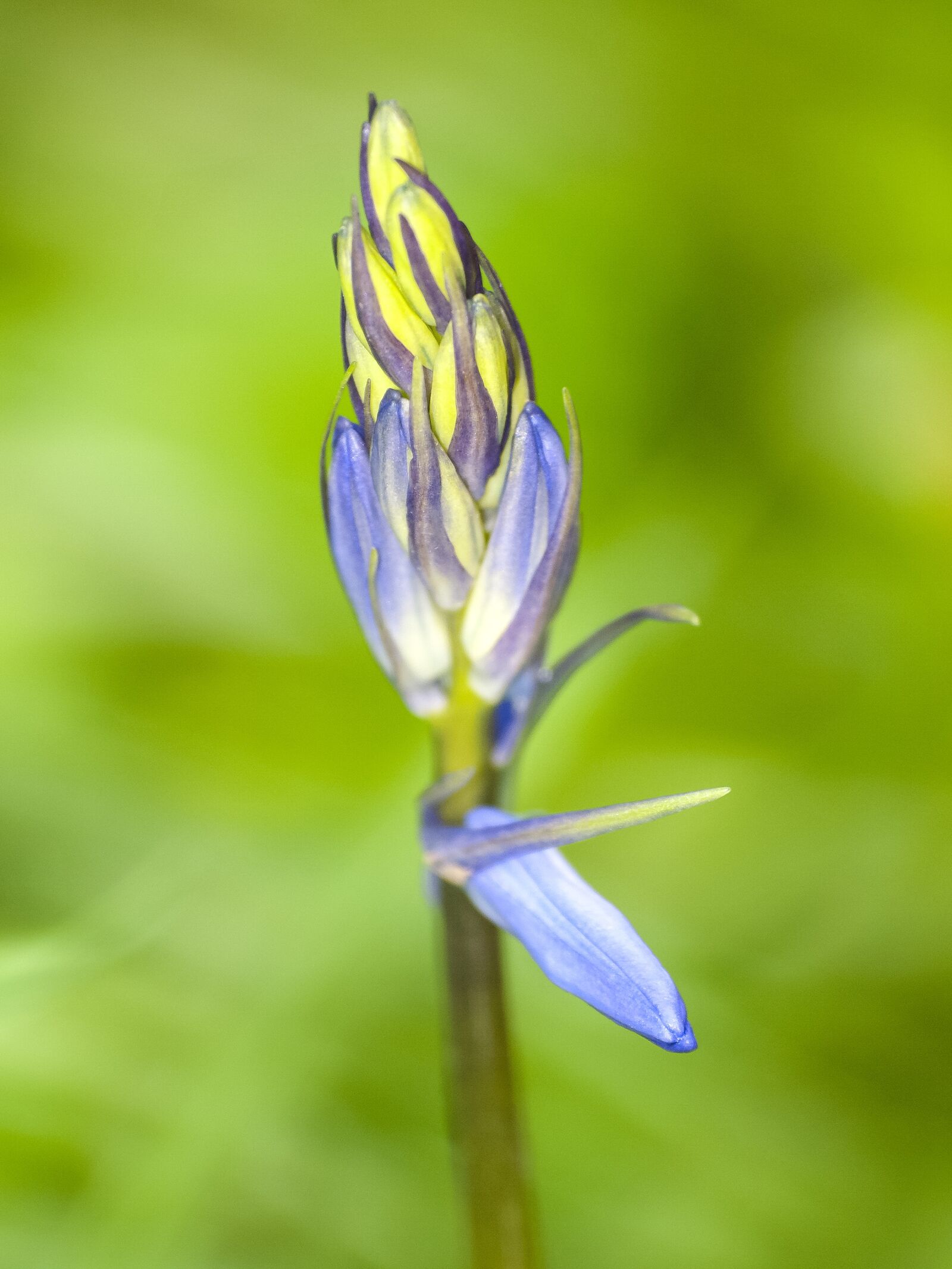 Olympus E-3 sample photo. Flower, blossom, bloom photography