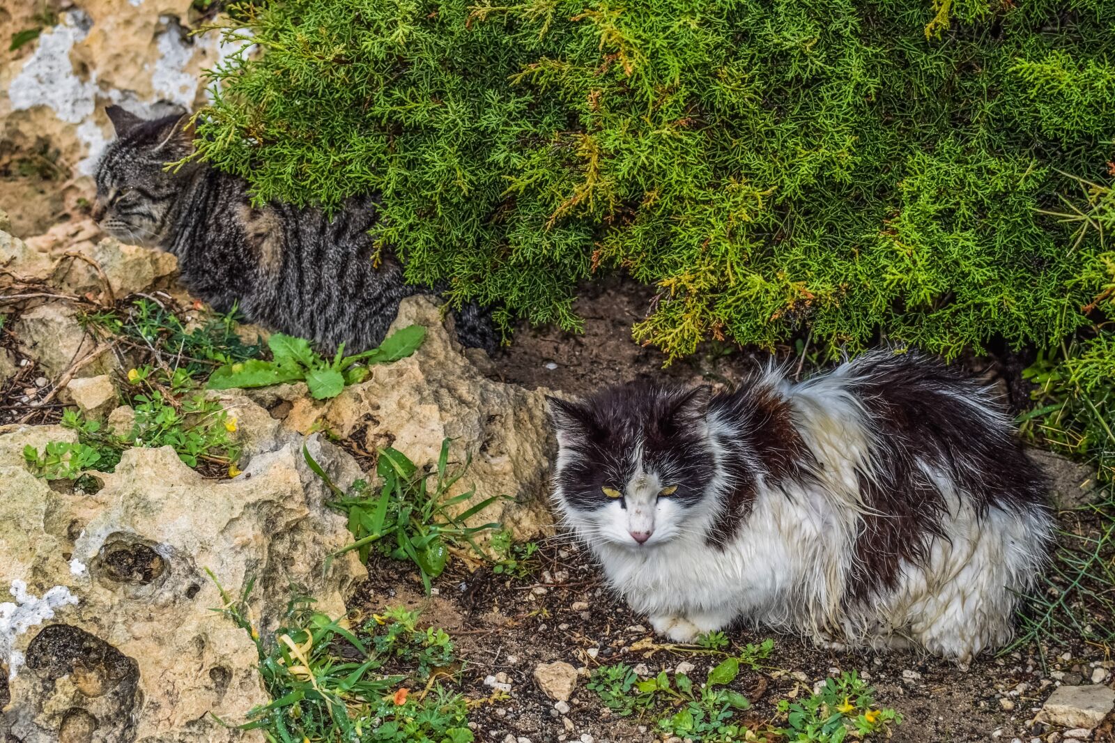 Nikon D3300 sample photo. Cats, feral, shelter photography