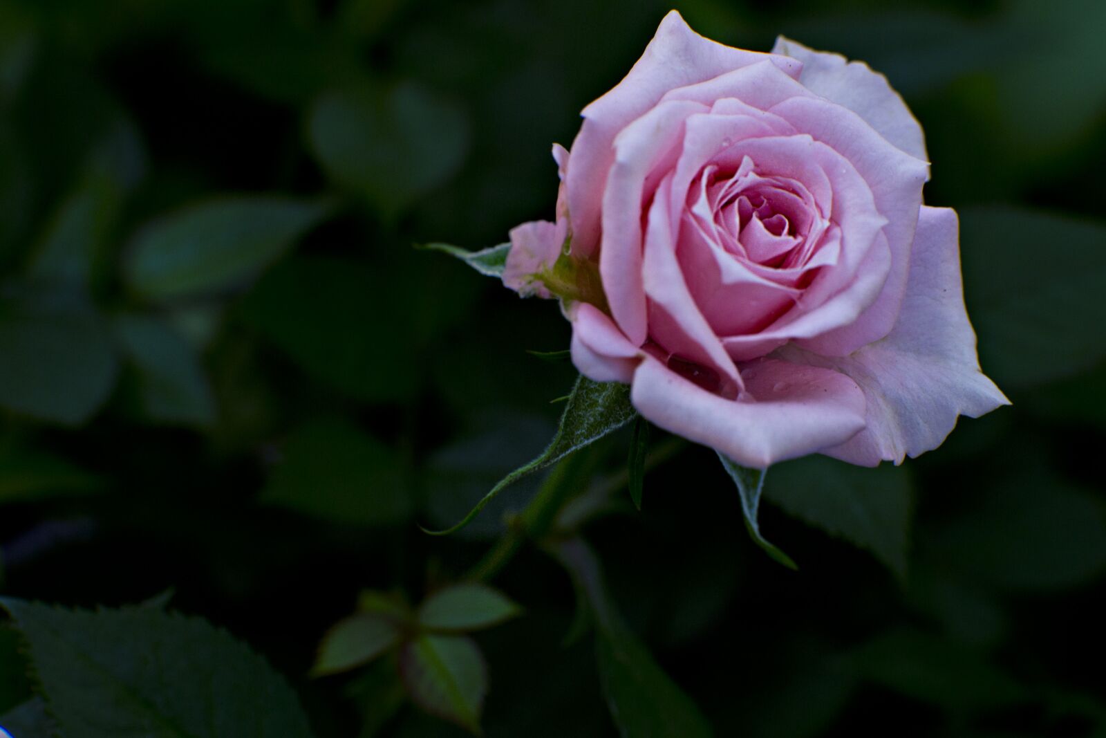 Canon EF 100mm F2.8L Macro IS USM sample photo. Rose, nature, flora photography