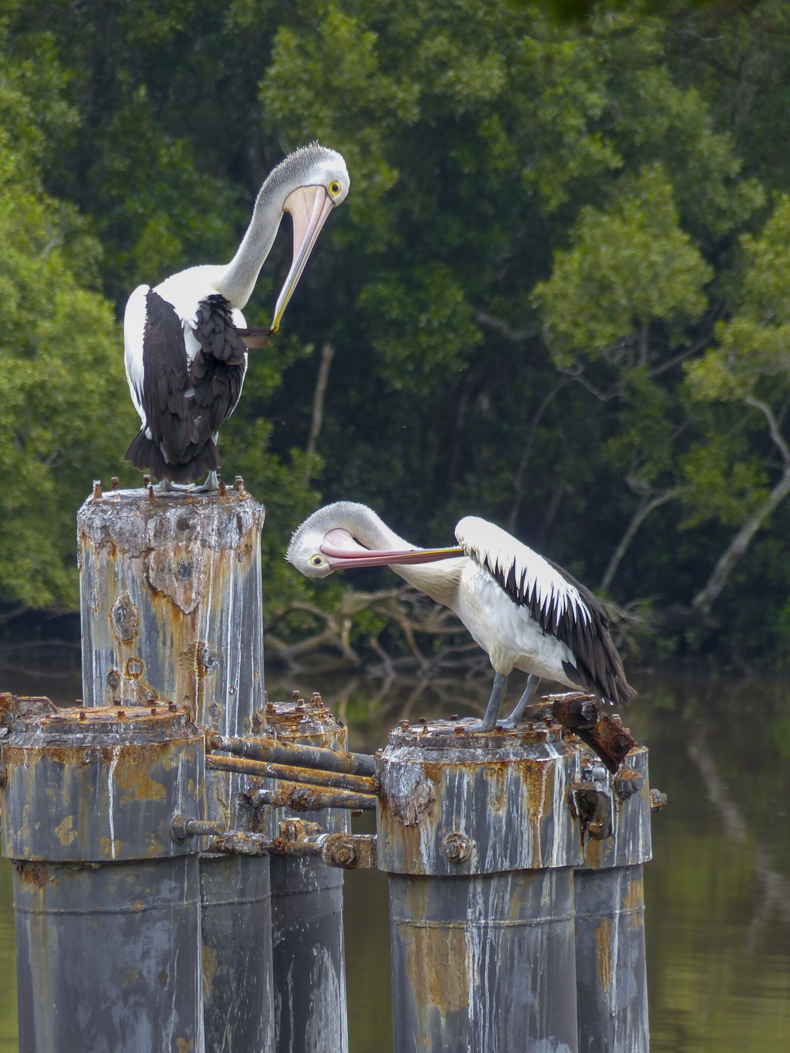 Panasonic Lumix DMC-FZ200 sample photo. Australian pelican, water bird photography