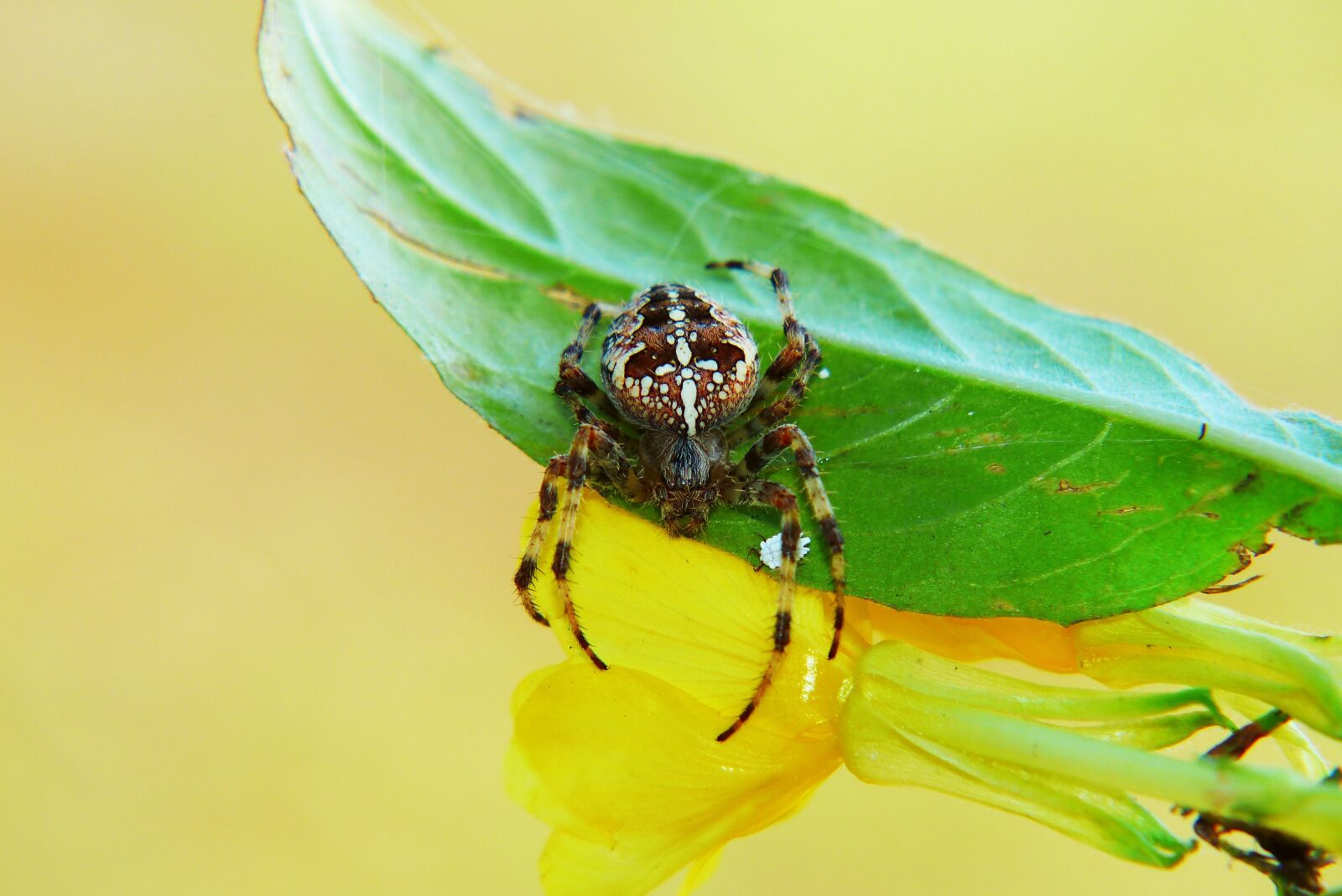 Panasonic Lumix DMC-FZ200 sample photo. Crusader garden, female, spider photography