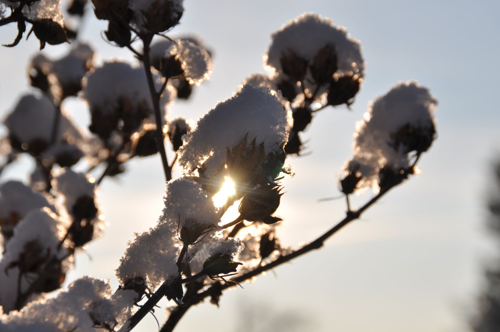 Nikon D90 sample photo. Branch, snow, backlighting photography