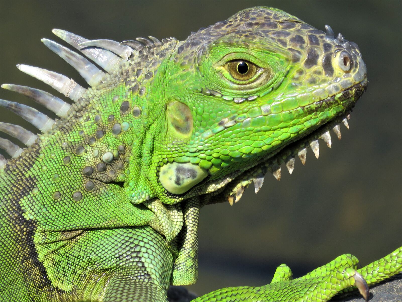 Canon PowerShot SX60 HS sample photo. Iguana, lizard, dragon photography