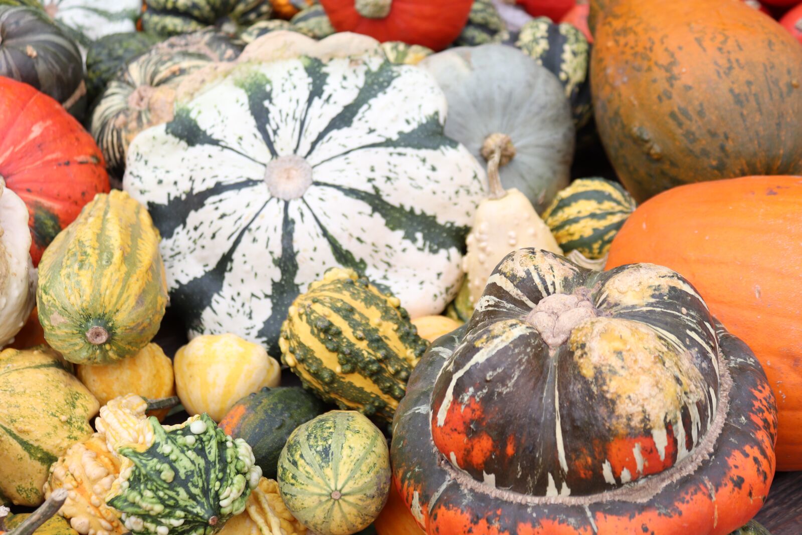 Canon EOS 200D (EOS Rebel SL2 / EOS Kiss X9) sample photo. Autumn, pumpkin, pumpkins autumn photography
