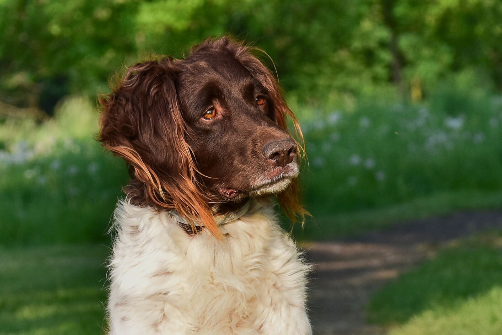 Nikon D5500 sample photo. Small m sterlandsk hound photography